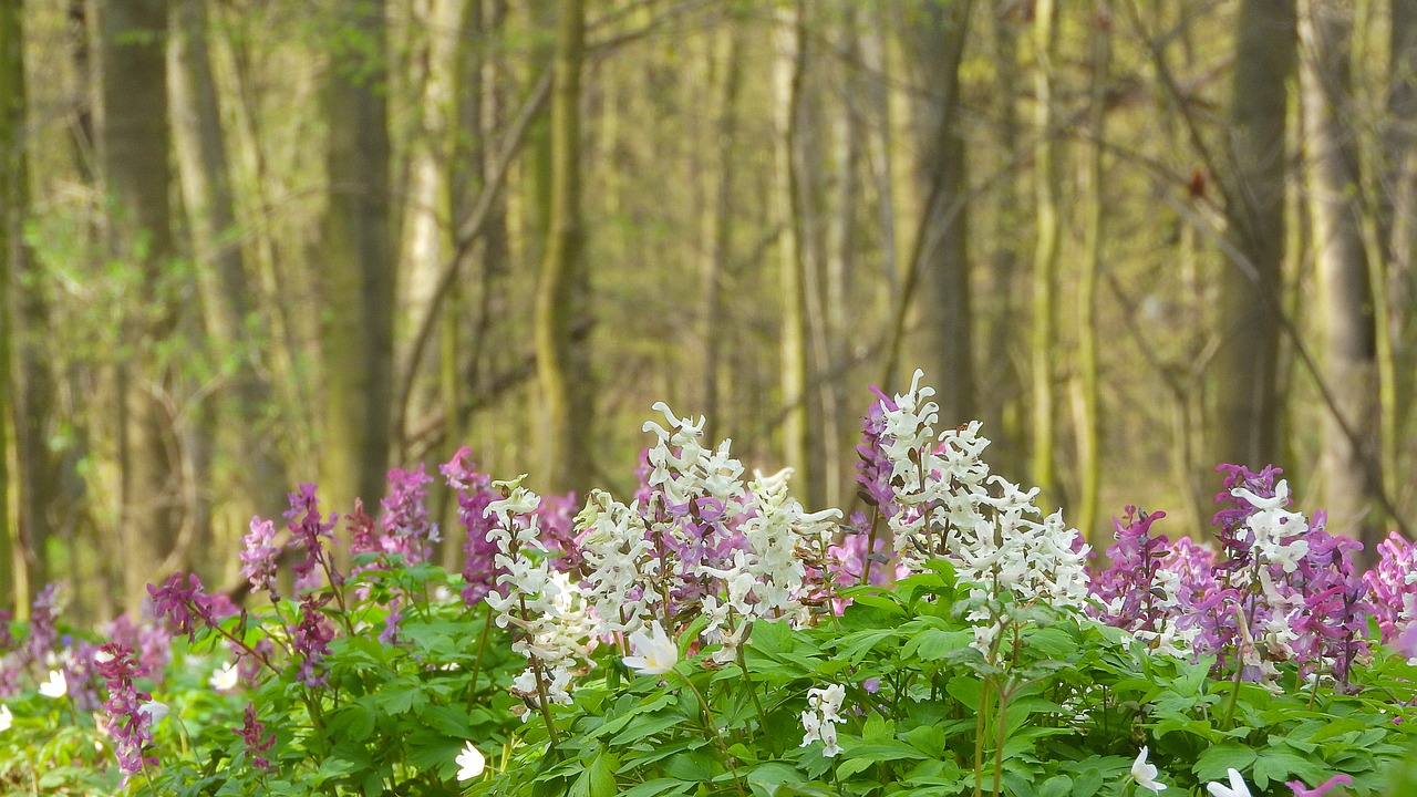 Dymnivka Tuščiaviduris,  Corydalis Cava,  Dymnivka,  Pryskyřníkovité,  Spyruoklė Aspektas,  Pavasario Žolės,  Į Pavasarį Miško,  Pavasaris Miškas,  Gėlės Į Mišką, Nemokamos Nuotraukos