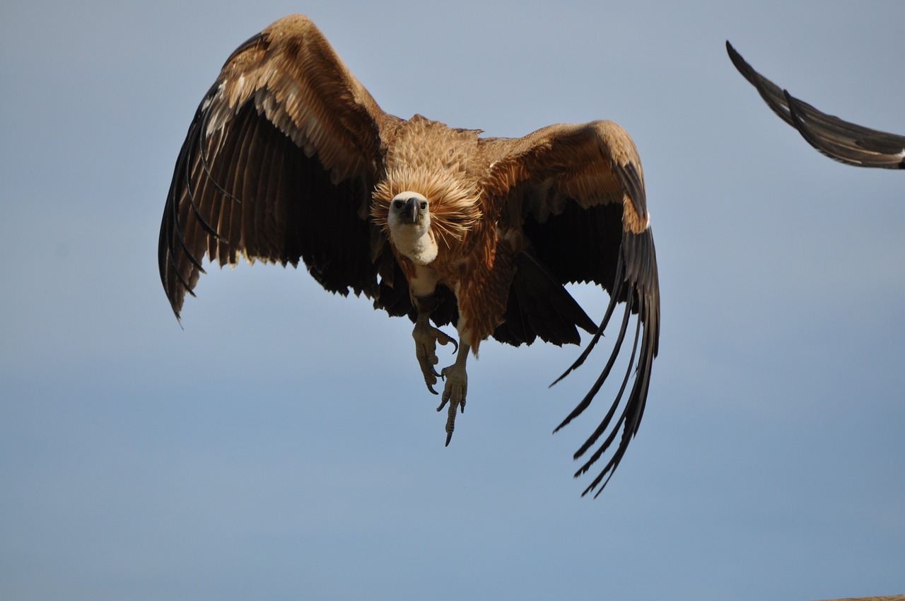 Erelis, Gamta, Paukštis, Laukiniai, Zoologijos Sodas, Gyvūnas, Laukiniai Paukščiai, Plunksnos, Fauna, Laukinė Gamta