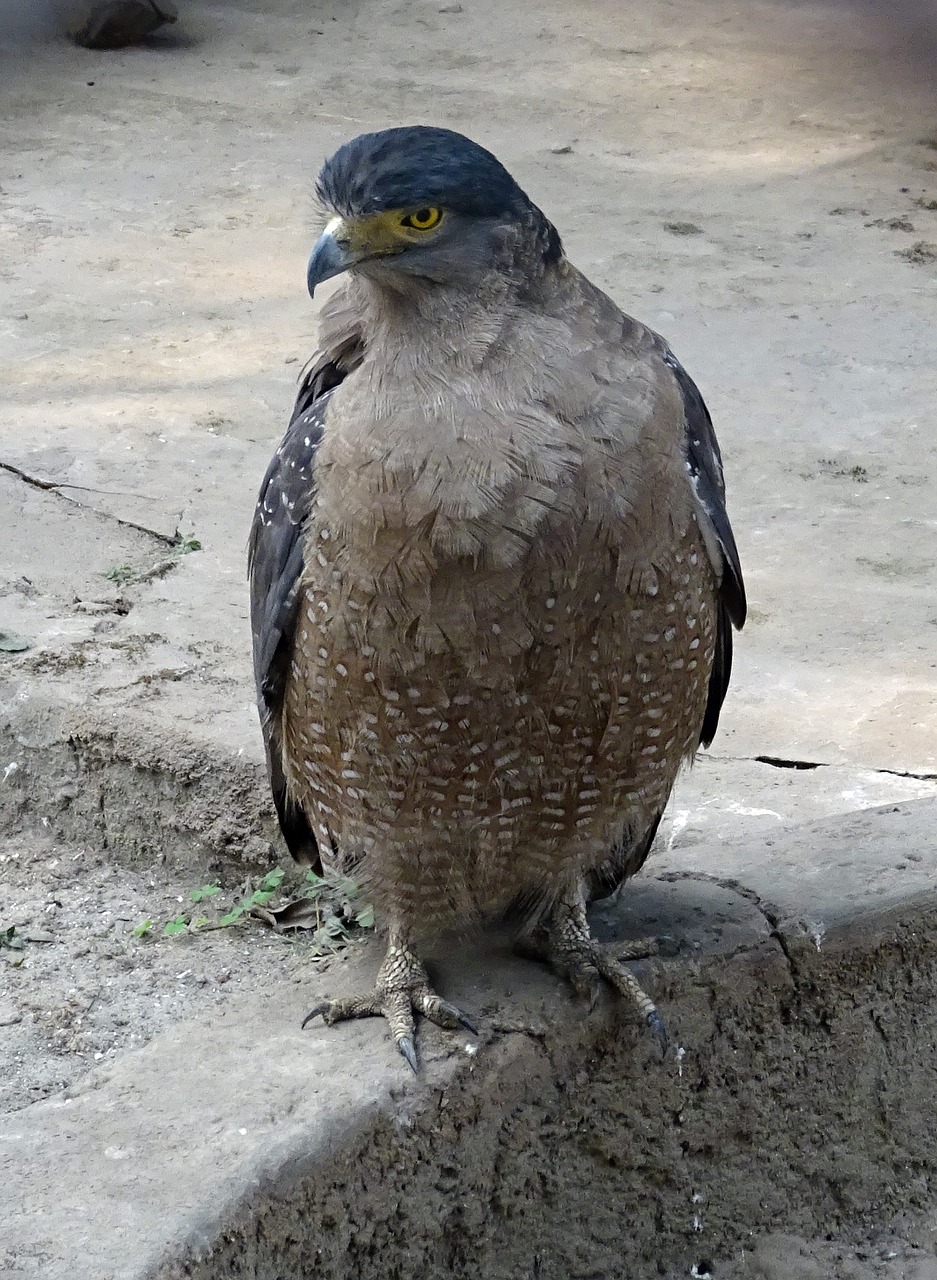 Erelis, Gurkšnis Gyvatė, Paukštis, Plėšrūnas, Ornitologija, Mėsėdis, Fauna, Paukštis, Zoologijos Sodas, Kolkata