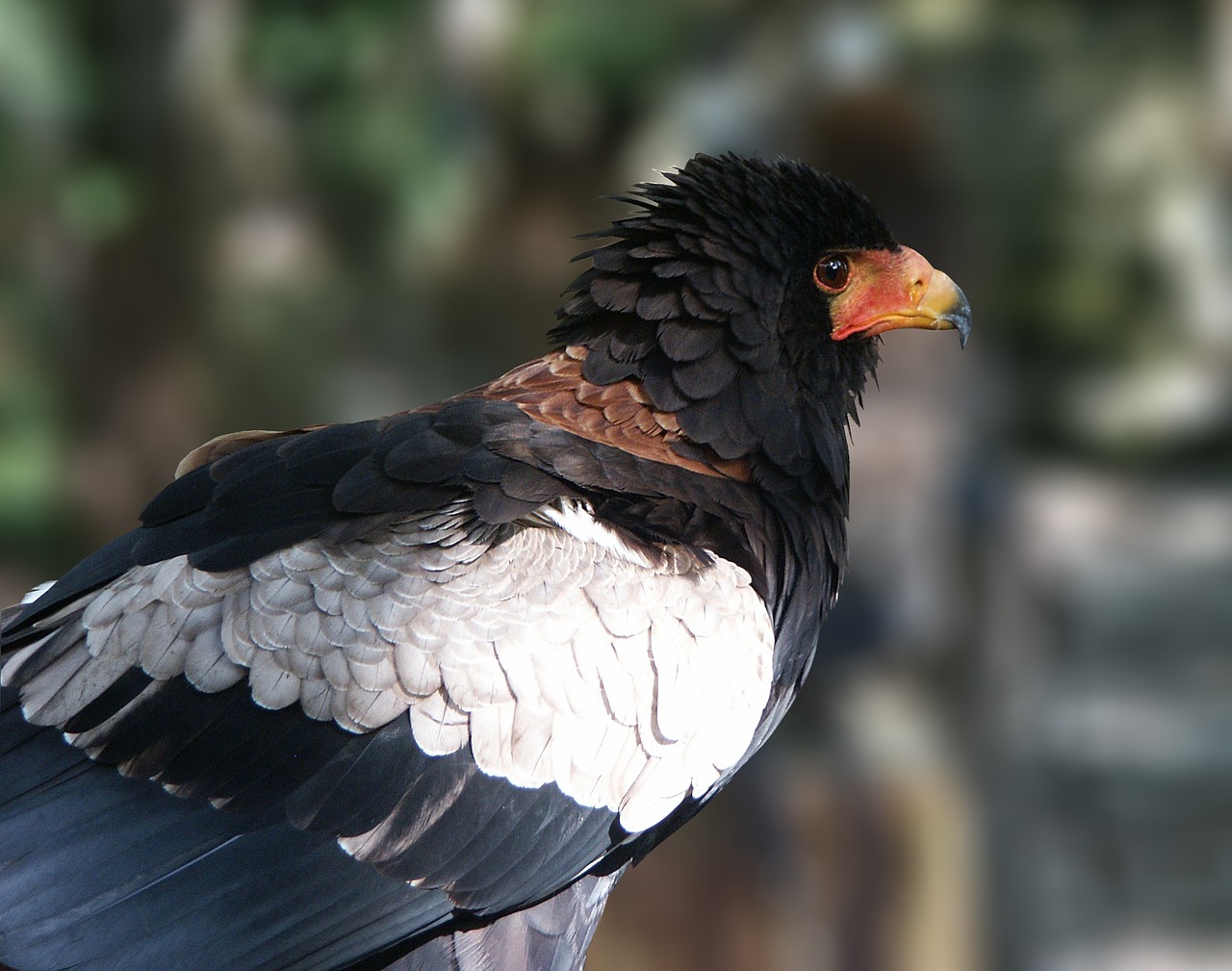 Erelis, Savana Bateleur, Raptoras, Œil, Paukštis, Gamta, Nemokamos Nuotraukos,  Nemokama Licenzija