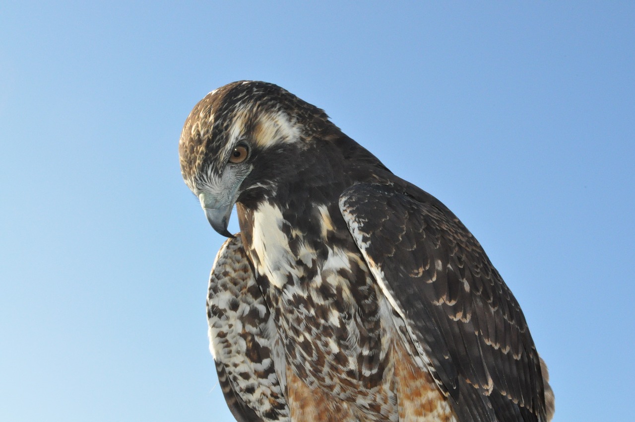 Erelis, Paukštis, Gyvūnas, Sparnas, Falcon, Skraidantis, Vanagas, Gamta, Dangus, Nemokamos Nuotraukos