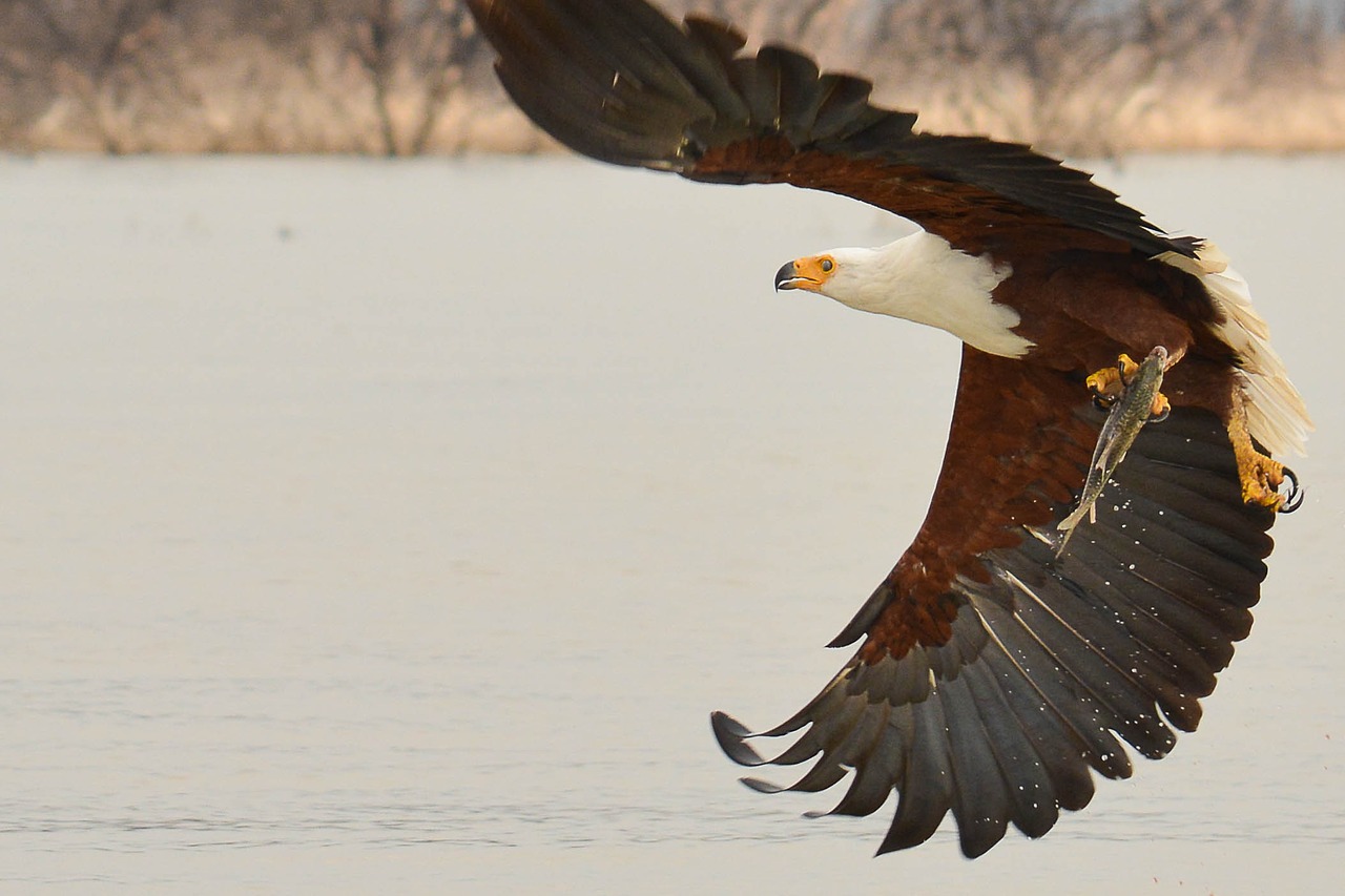 Erelis, Paukštis, Žuvis, Raptoras, Gyvūnai, Ežeras, Nemokamos Nuotraukos,  Nemokama Licenzija