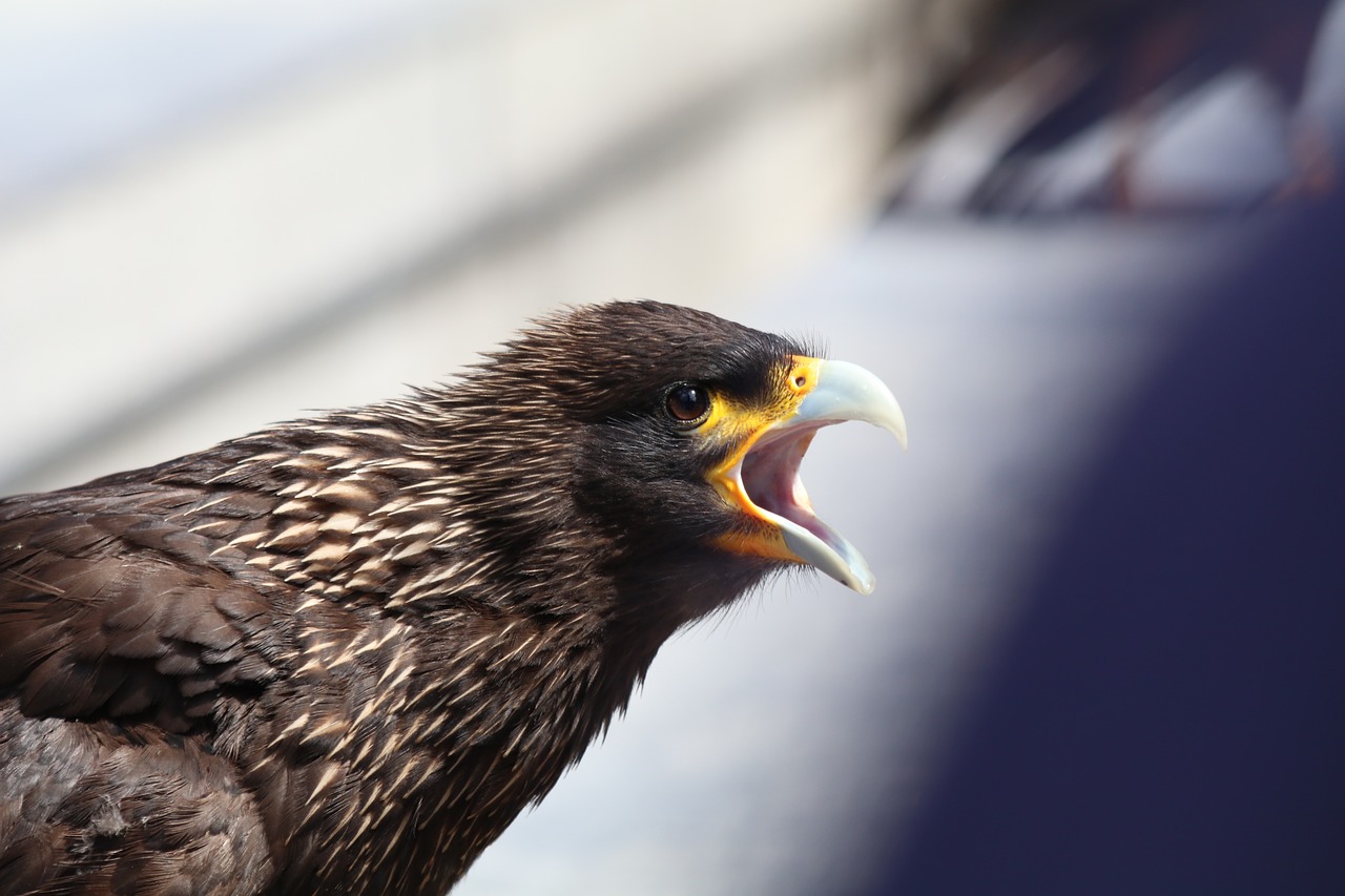 Erelis, Squawk, Šauksmas, Piktas, Paukštis, Gamta, Laukinė Gamta, Snapas, Plunksnos, Skristi