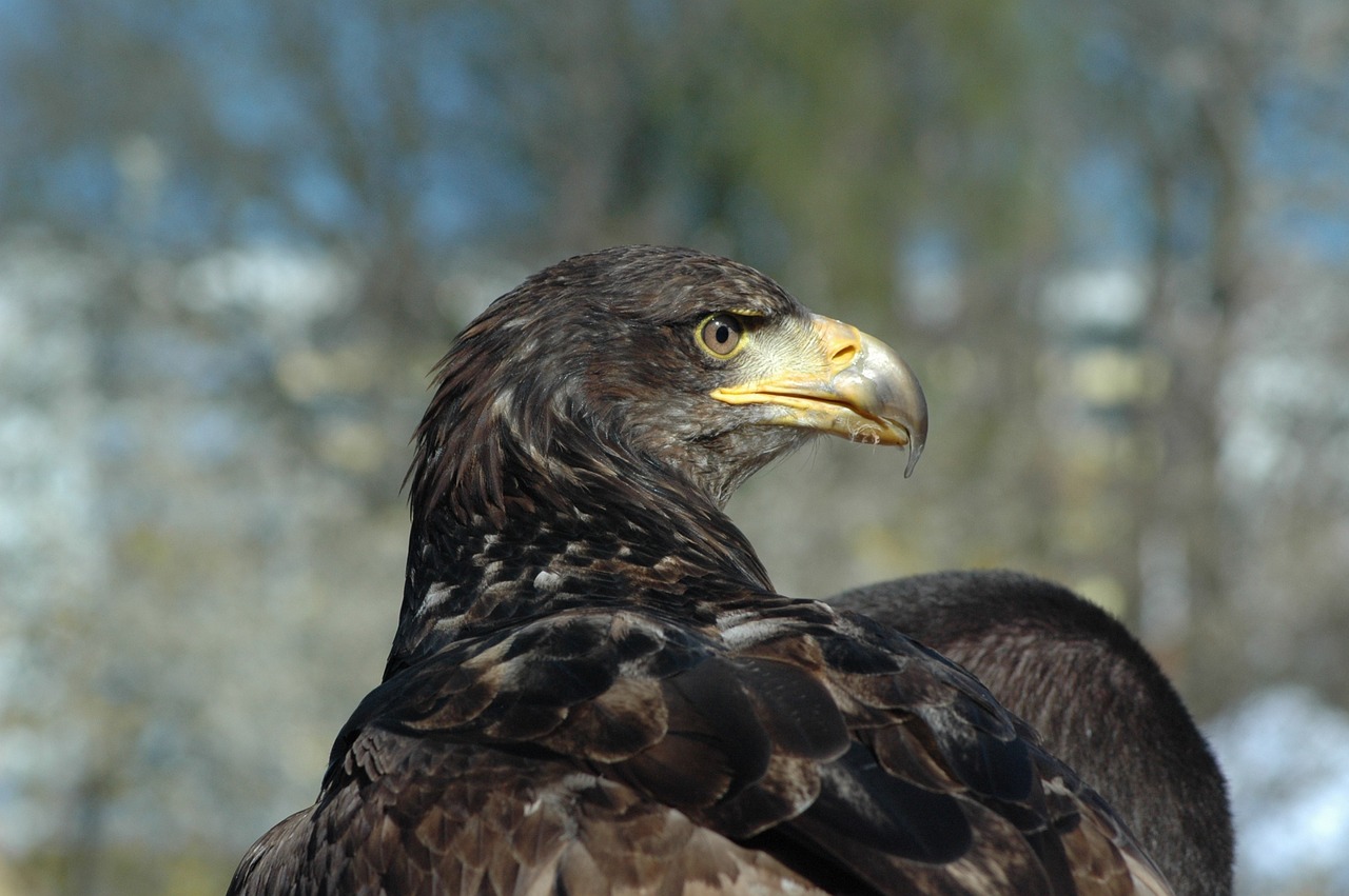 Erelis 3, Raptoras, Stebėdamas, Nemokamos Nuotraukos,  Nemokama Licenzija