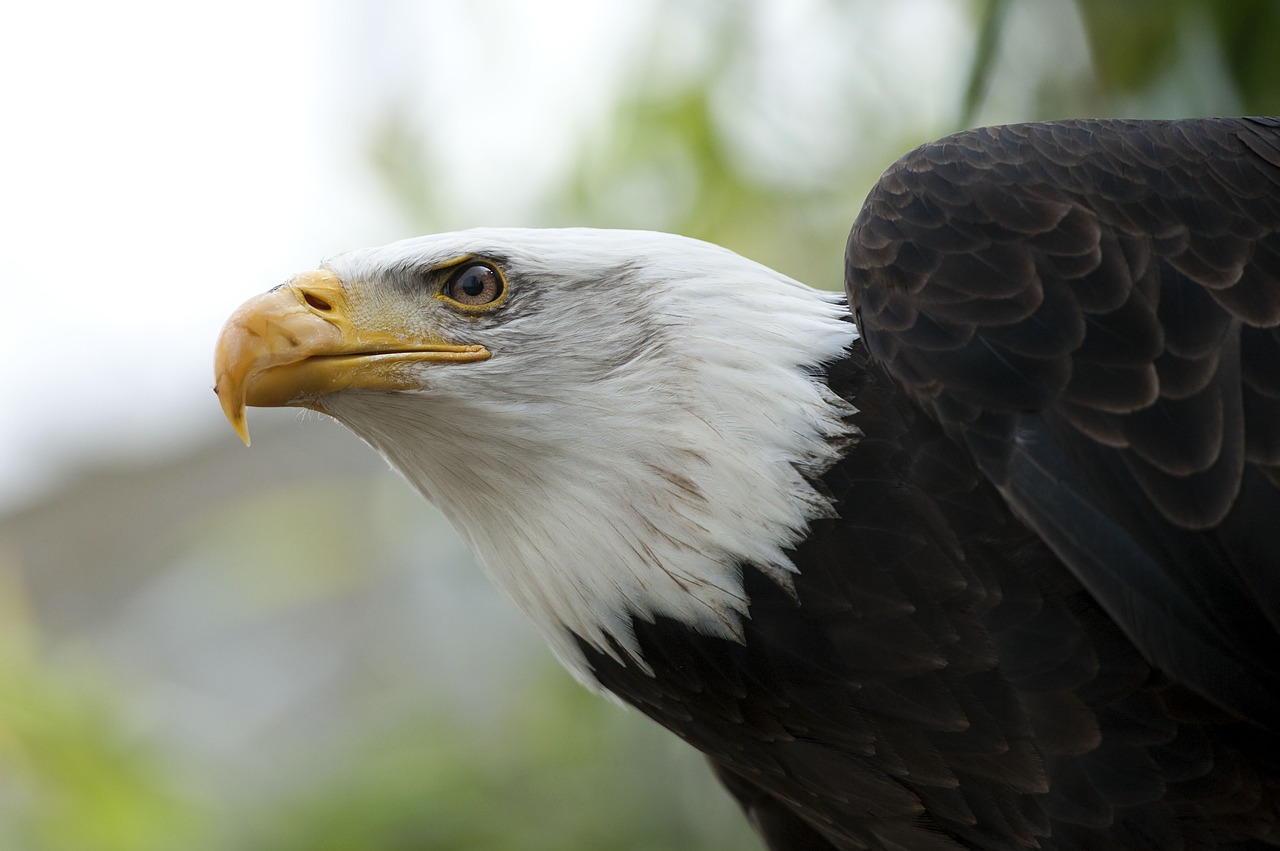 Erelis,  Paukštis,  Raptoras,  Fauna,  Be Honoraro Mokesčio, Nemokamos Nuotraukos,  Nemokama Licenzija