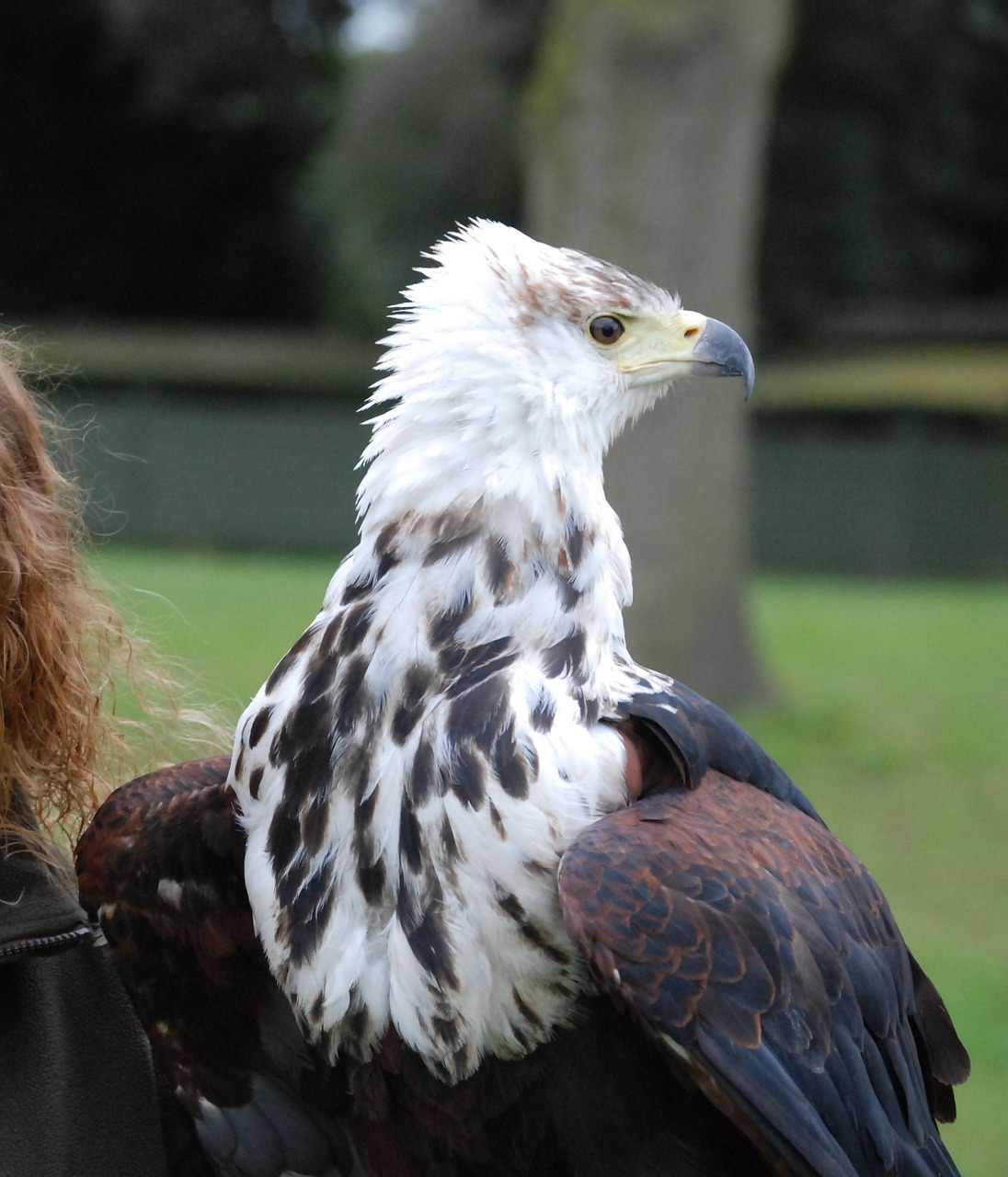 Erelis, Plėšrūnas, Aštrus, Eyed, Uždaryti, Aukštyn, Raptoras, Nemokamos Nuotraukos,  Nemokama Licenzija