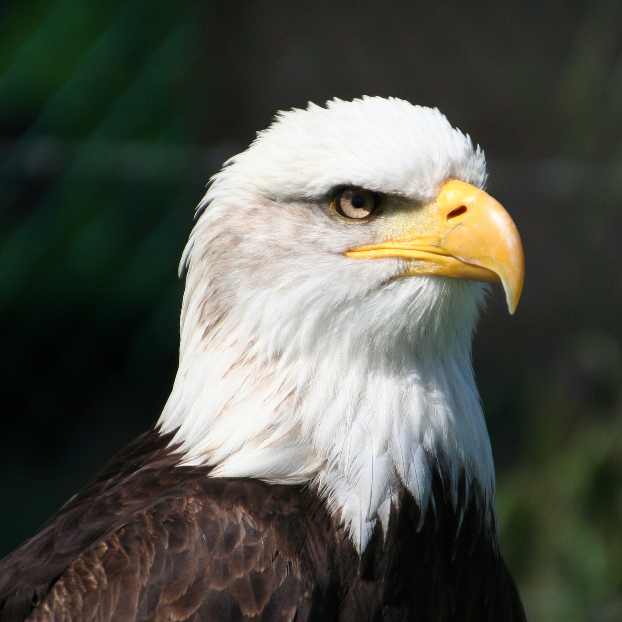 Eagle,  Plėšrusis Paukštis,  Galva,  Iš Arti, Nemokamos Nuotraukos,  Nemokama Licenzija