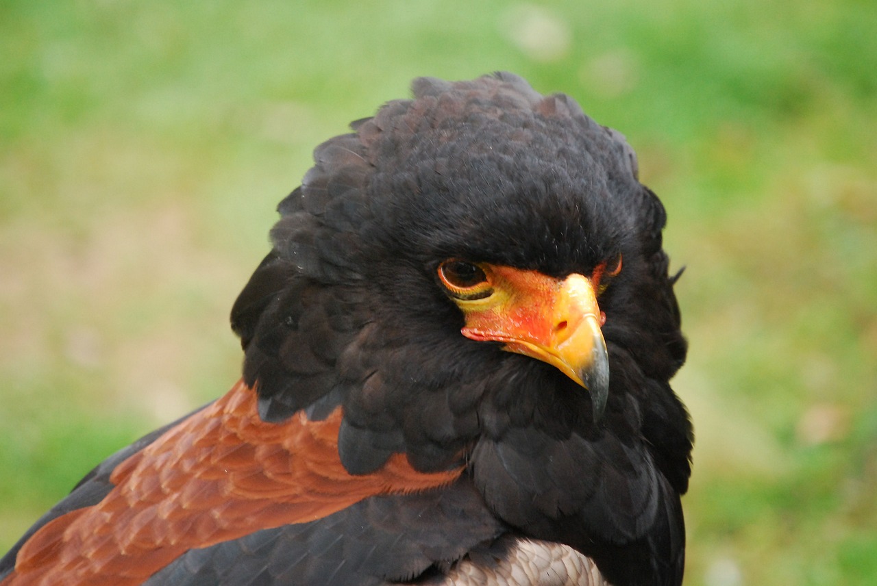 Erelis, Plėšrusis Paukštis, Bateleur, Plėšrūnas, Iš Arti, Nemokamos Nuotraukos,  Nemokama Licenzija