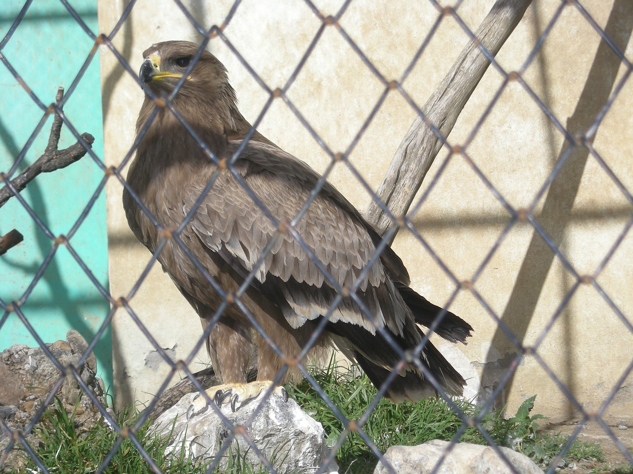 Erelis, Narve, Raptoras, Plėšrusis Paukštis, Laukiniai, Paukštis, Uždengtas, Sulaikyti Gyvūnai, Nemokamos Nuotraukos,  Nemokama Licenzija