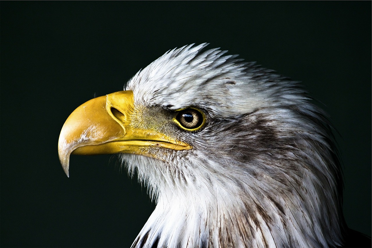 Erelis, Nuplikęs, Paukštis, Laukinė Gamta, Portretas, Galva, Snapas, Plėšrūnas, Raptoras, Simbolis