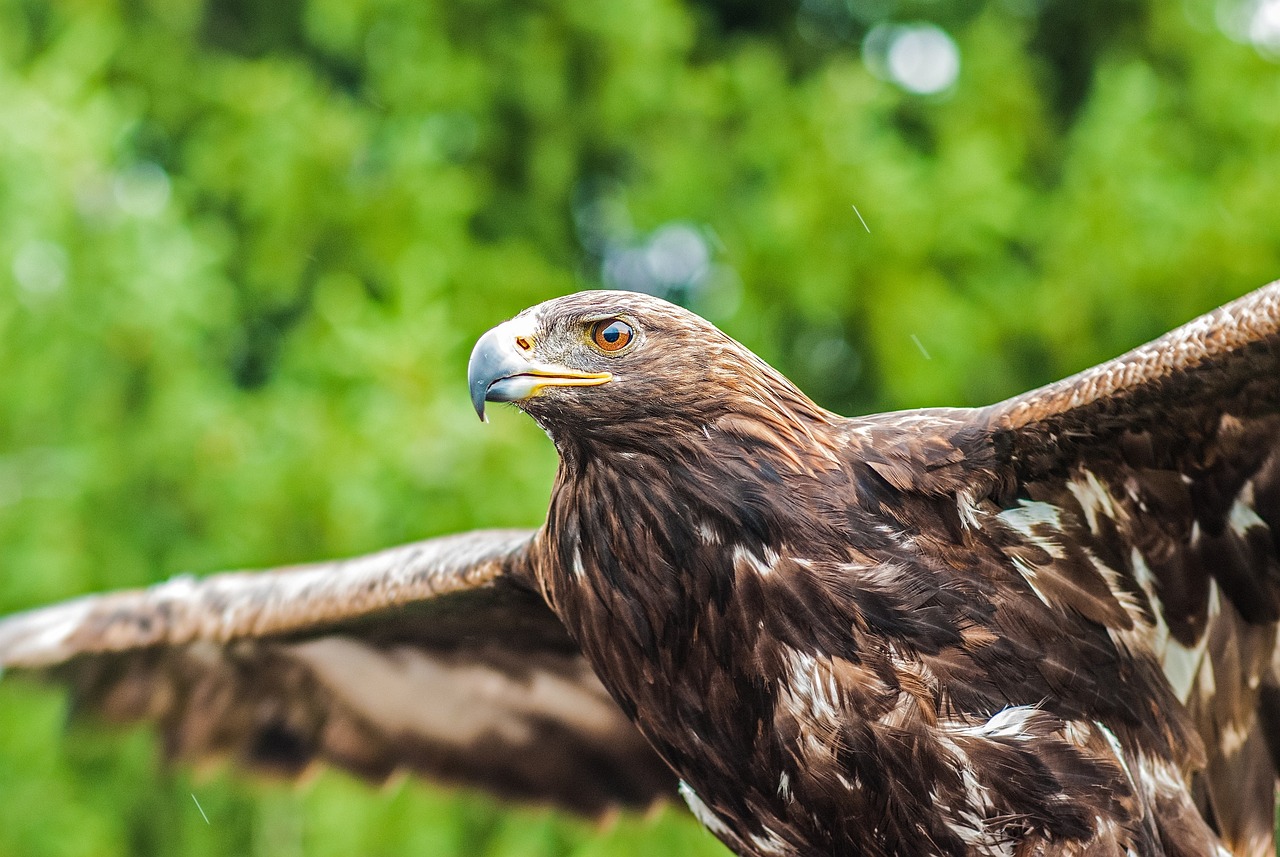 Erelis, Plėšrusis Paukštis, Sparnai, Snapas, Raptoras, Plėšrūnas, Portretas, Laukinė Gamta, Gyvūnas, Laukiniai