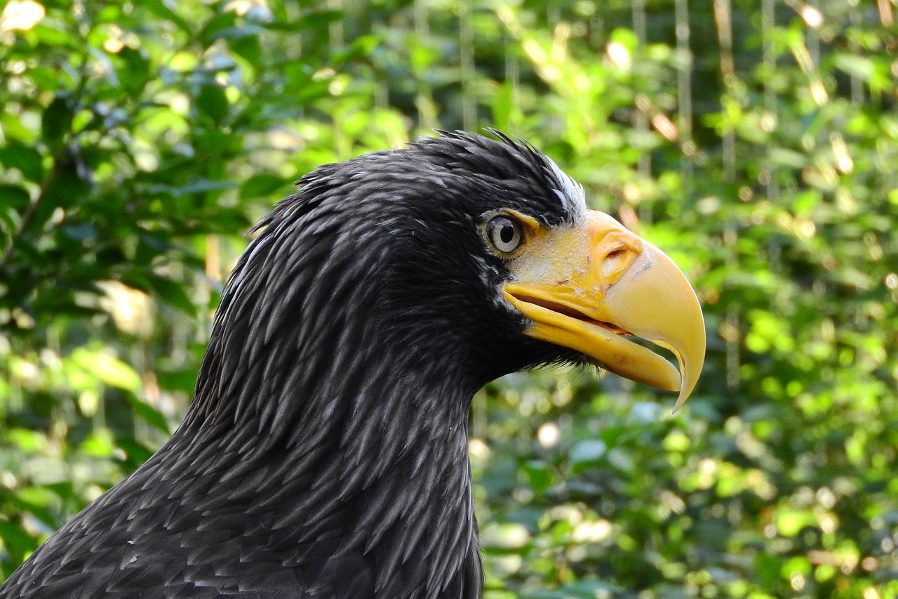 Erelis Rytų, Haliaeetus Pelagicus, Erelis, Galva, Zobík, Plėšrusis Paukštis, Nemokamos Nuotraukos,  Nemokama Licenzija