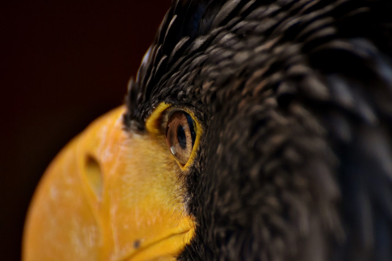 Erelio Akis,  Adler,  Akių,  Paukštis,  Raptor,  Plėšrusis Paukštis,  Bill,  Laukinių Paukščių,  Wildpark Poing, Nemokamos Nuotraukos