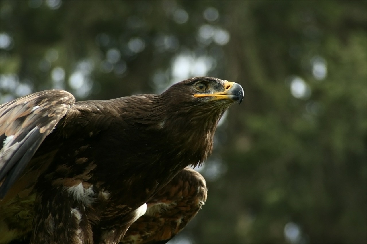 Erelio Akis, Adler, Sąskaitą, Raptoras, Ausschau, Paukštis, Plėšrusis Paukštis, Plunksna, Akis, Gyvūnas