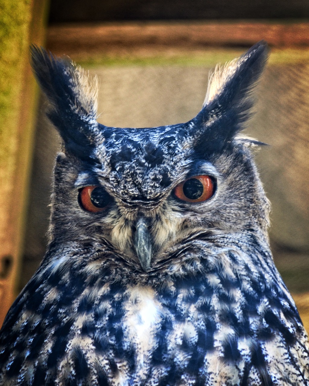 Erelis Pelėda, Bubo Bubo, Paukštis, Pelėdos, Naktis Aktyvus, Portretinės Akys, Vaizdas, Paukščiai, Raptoras, Plėšrusis Paukštis