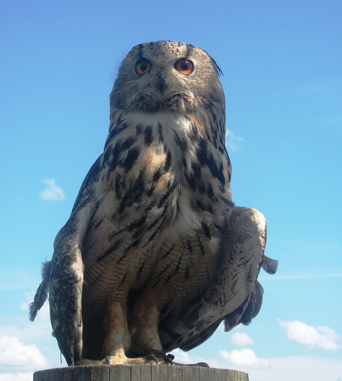 Erelis Pelėda, Pelėdos, Paukštis, Plėšrusis Paukštis, Raptoras, Gyvūnas, Paukščiai, Gamta, Nemokamos Nuotraukos,  Nemokama Licenzija