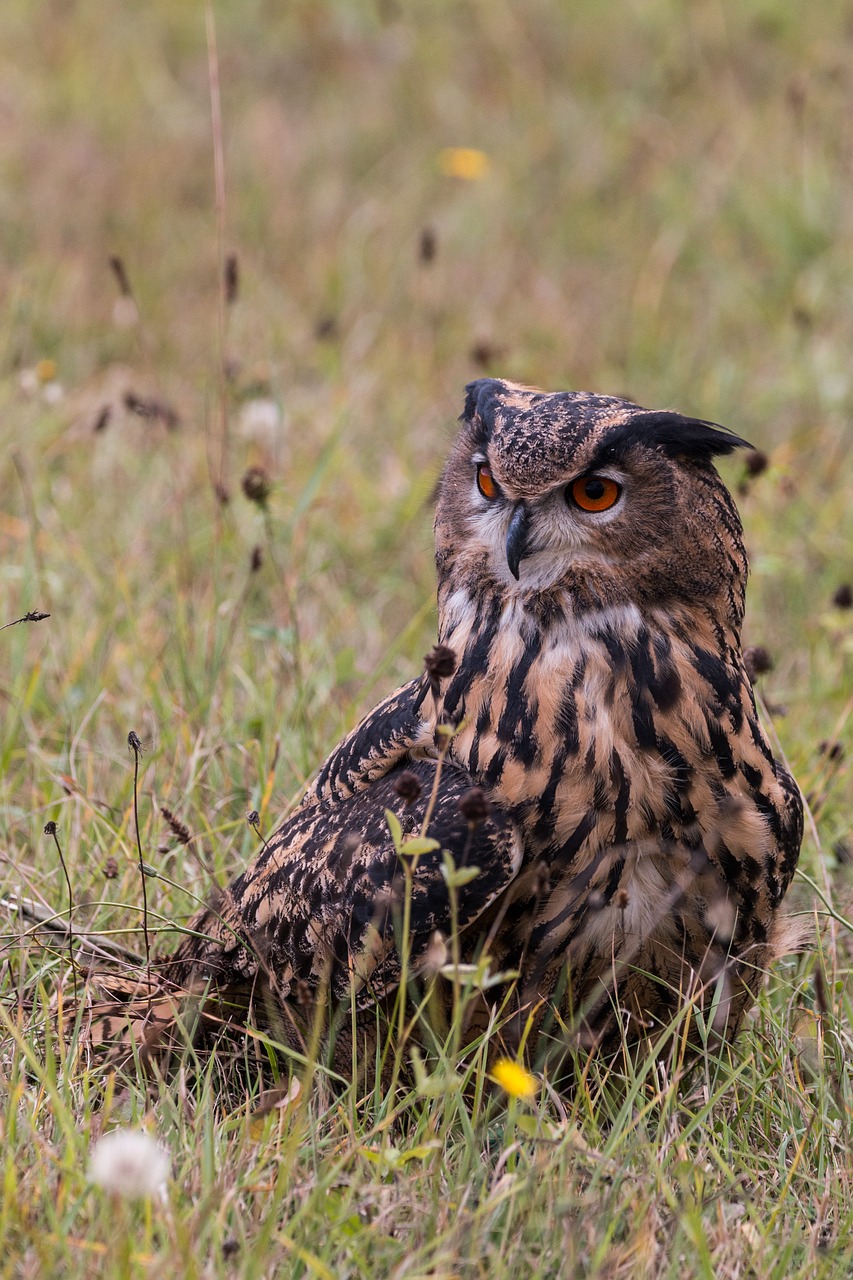 Erelis Pelėda, Bubo Bubo, Pelėdos, Paukštis, Plunksna, Gamta, Laukinis Paukštis, Skristi, Plėšrusis Paukštis, Raptoras