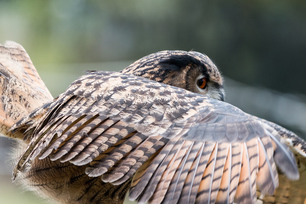 Erelis Pelėda, Bubo Bubo, Pelėdos, Paukštis, Plunksna, Gamta, Laukinis Paukštis, Skristi, Plėšrusis Paukštis, Raptoras