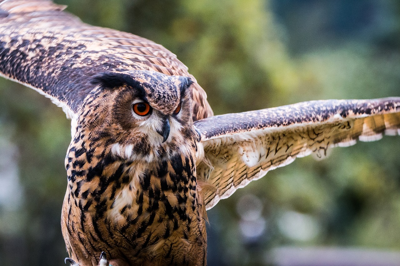 Erelis Pelėda, Bubo Bubo, Pelėdos, Paukštis, Plunksna, Gamta, Laukinis Paukštis, Skristi, Plėšrusis Paukštis, Raptoras