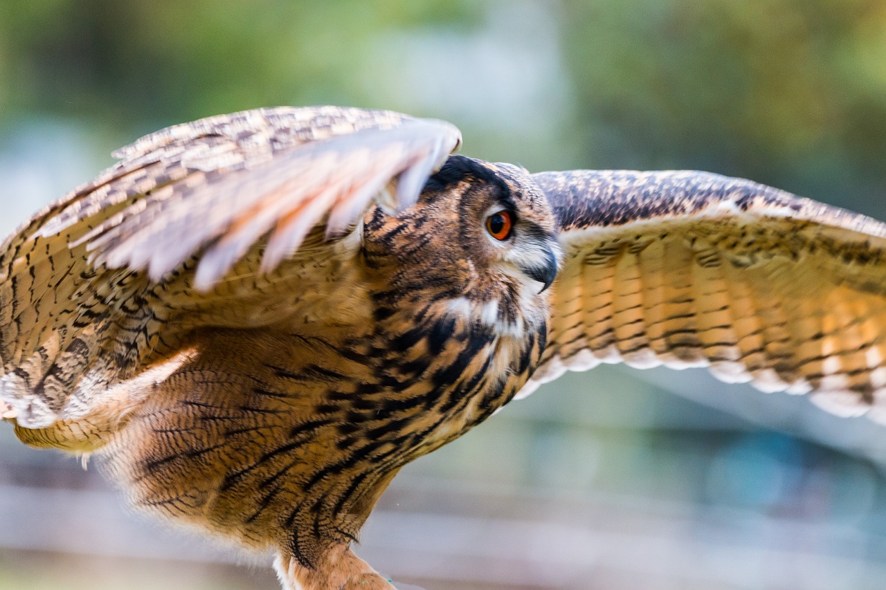 Erelis Pelėda, Bubo Bubo, Pelėdos, Paukštis, Plunksna, Gamta, Laukinis Paukštis, Skristi, Plėšrusis Paukštis, Raptoras