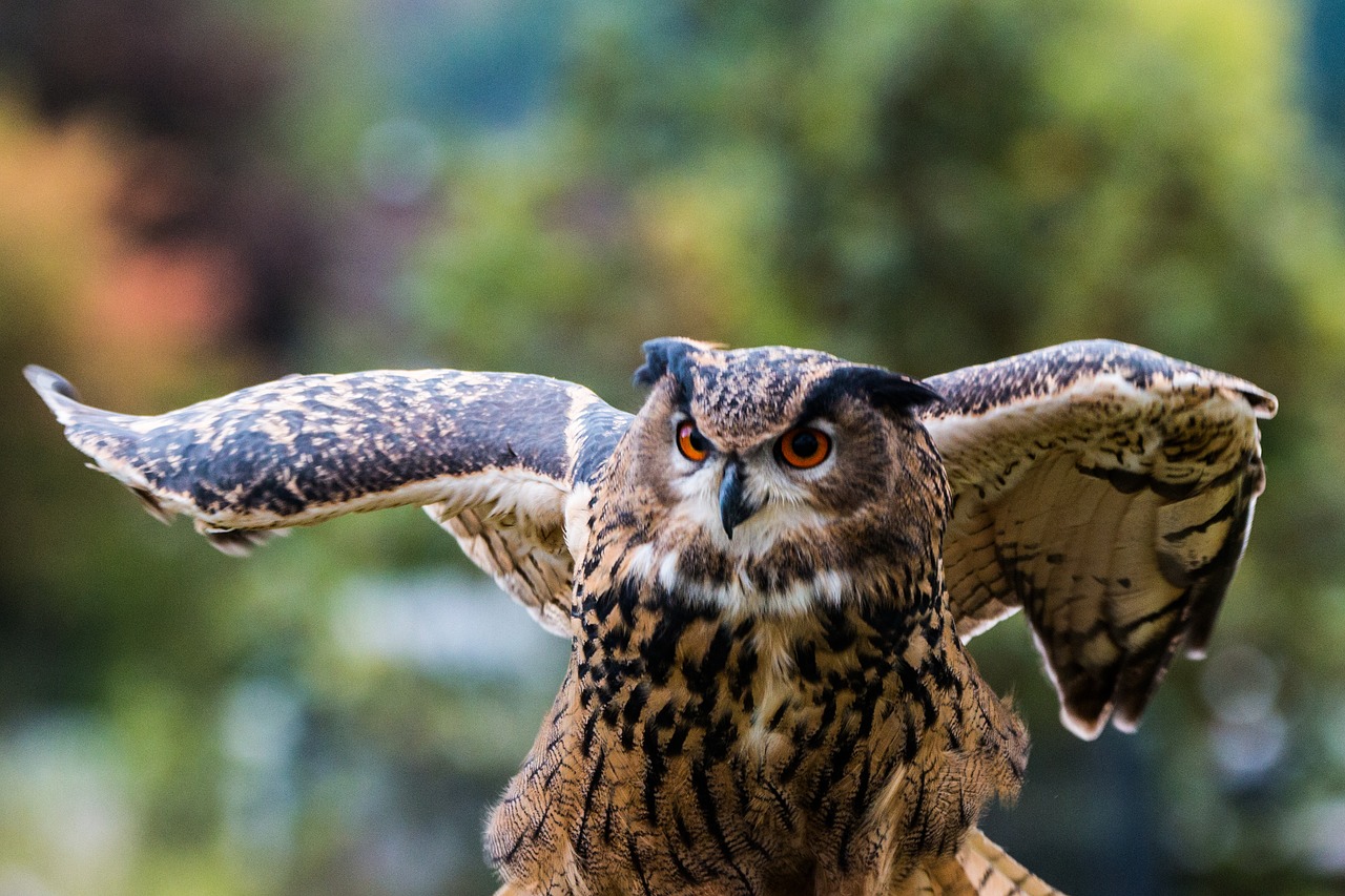 Erelis Pelėda, Bubo Bubo, Pelėdos, Paukštis, Plunksna, Gamta, Laukinis Paukštis, Skristi, Plėšrusis Paukštis, Raptoras