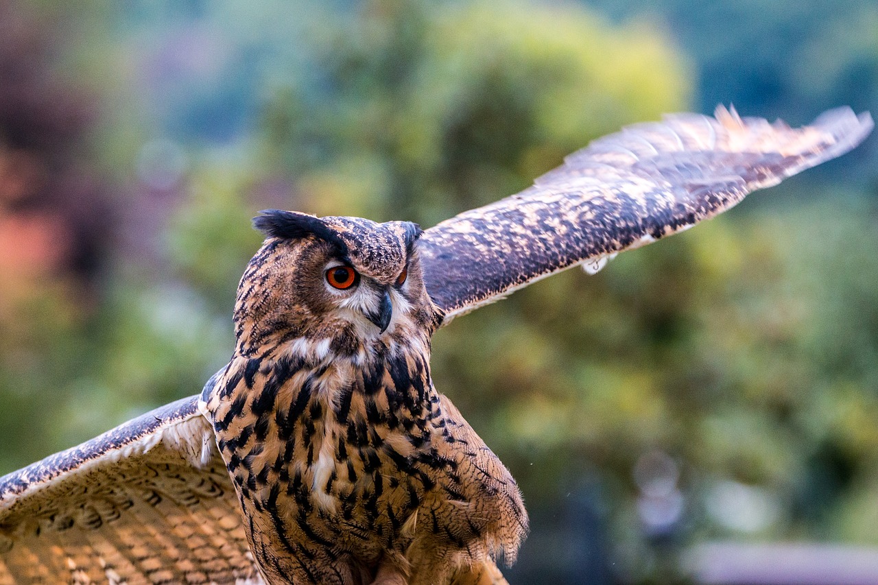 Erelis Pelėda, Bubo Bubo, Pelėdos, Paukštis, Plunksna, Gamta, Laukinis Paukštis, Skristi, Plėšrusis Paukštis, Raptoras