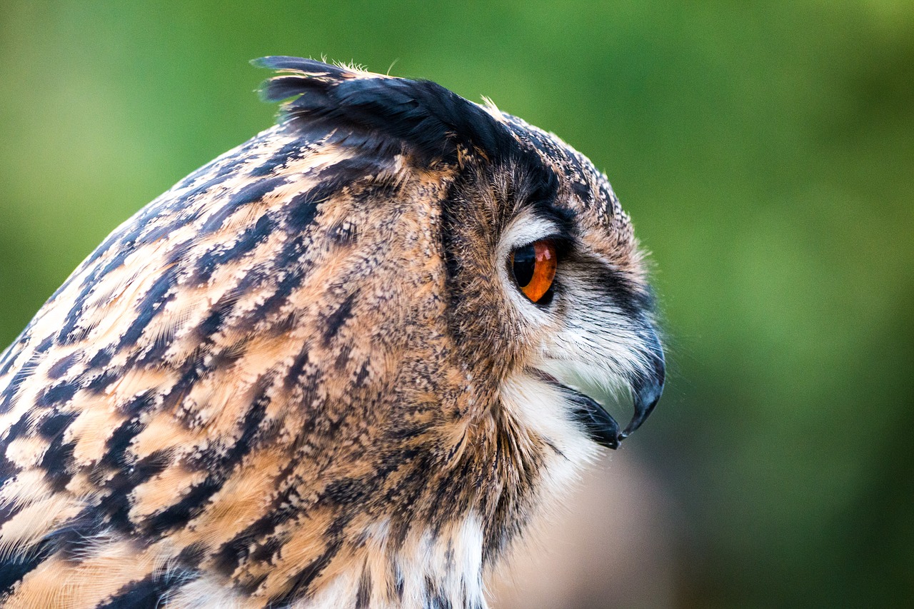 Erelis Pelėda, Bubo Bubo, Pelėdos, Paukštis, Plunksna, Gamta, Laukinis Paukštis, Skristi, Plėšrusis Paukštis, Raptoras