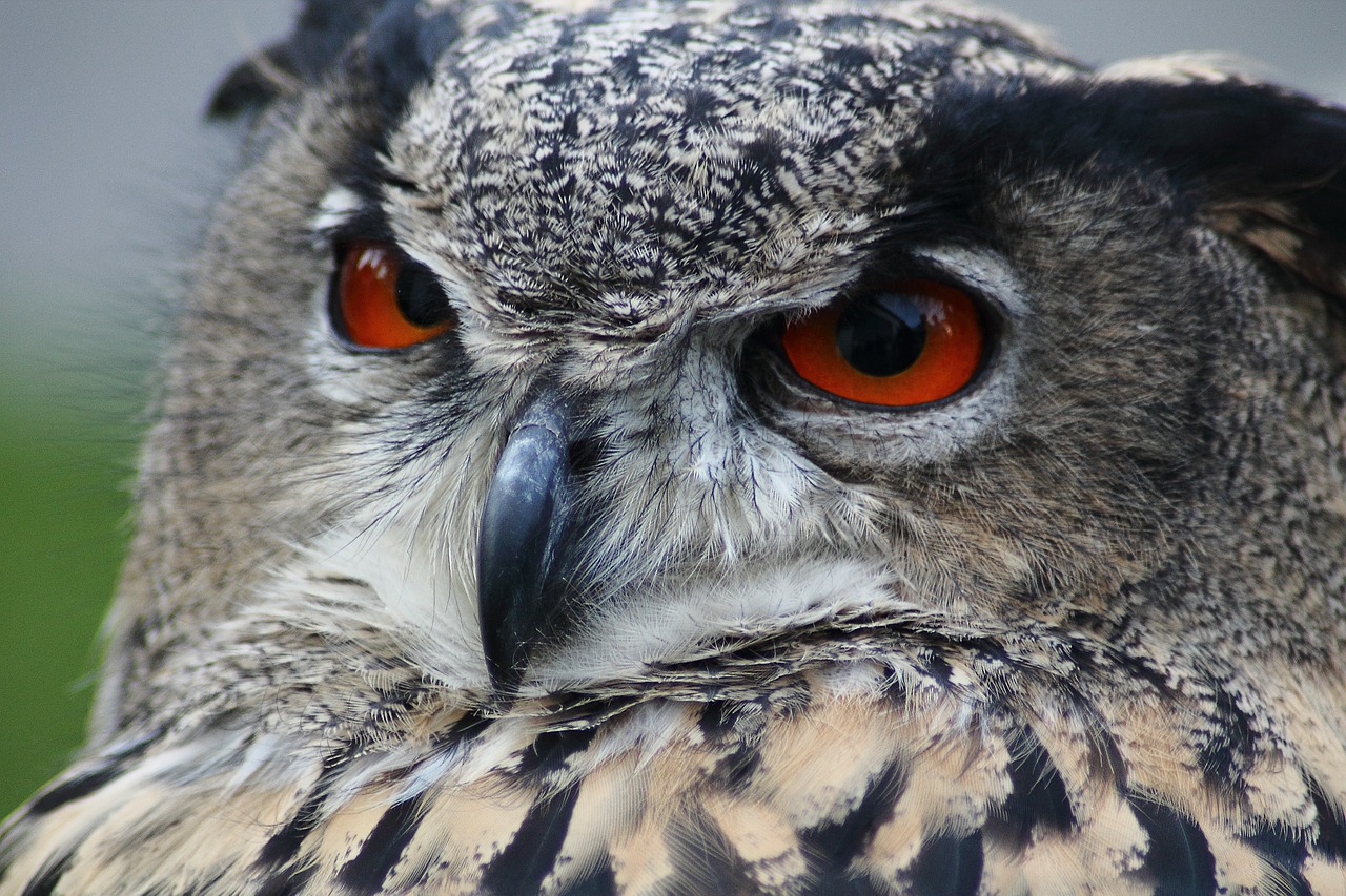 Erelis Pelėda, Bubo Bubo, Pelėdos, Paukštis, Gyvūnas, Naktis Aktyvus, Akys, Nemokamos Nuotraukos,  Nemokama Licenzija