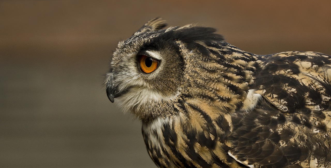 Erelis Pelėda, Paukštis, Pelėdos, Plunksna, Plėšrusis Paukštis, Eurazinis Erelis Europietis Pelėnas, Gyvūnas, Gamta, Raptoras, Naktis Aktyvus