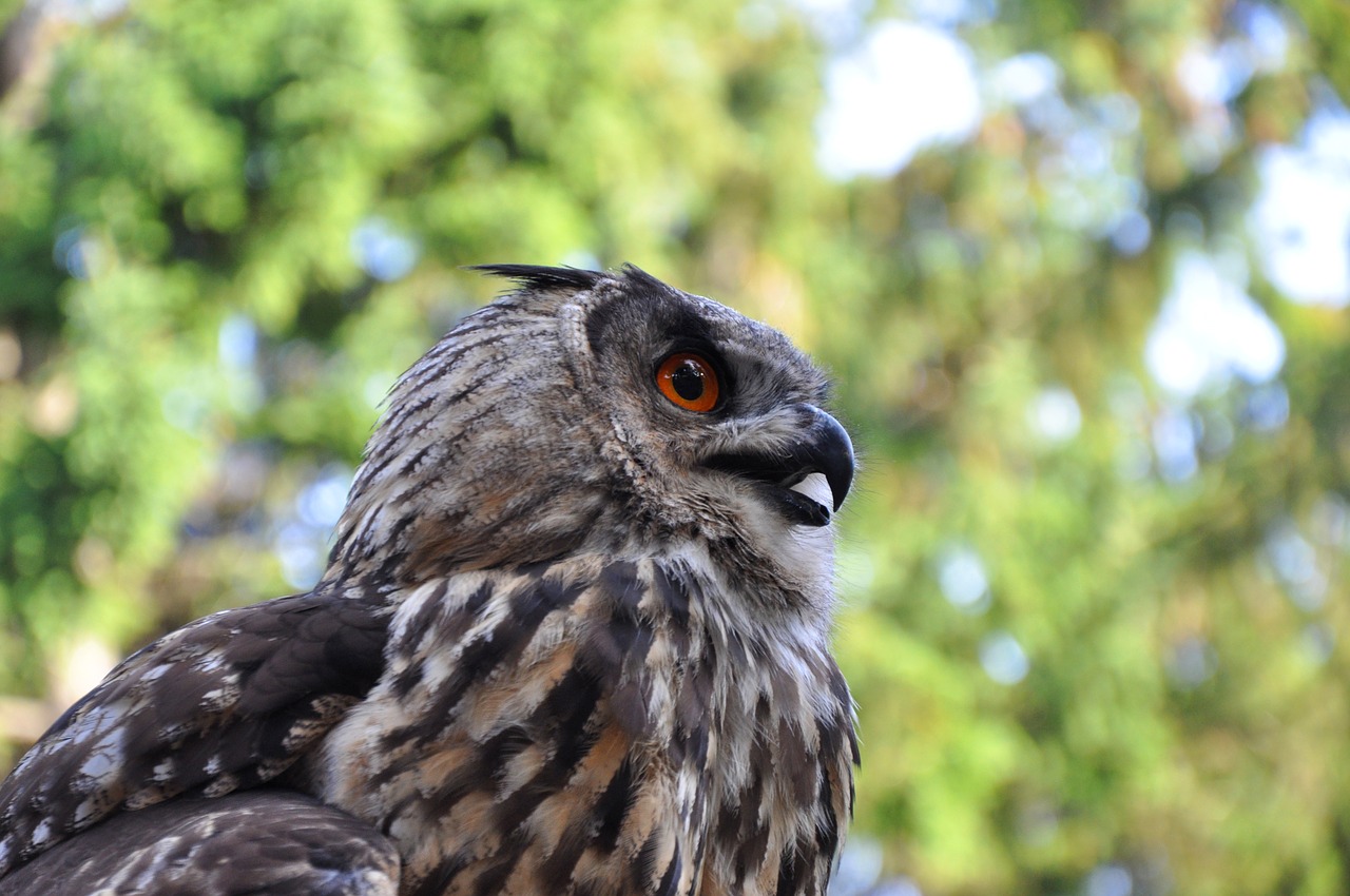 Erelis Pelėda, Paukštis, Pelėdos, Plunksna, Plėšrusis Paukštis, Gyvūnas, Paukščiai, Gamta, Raptoras, Miškas