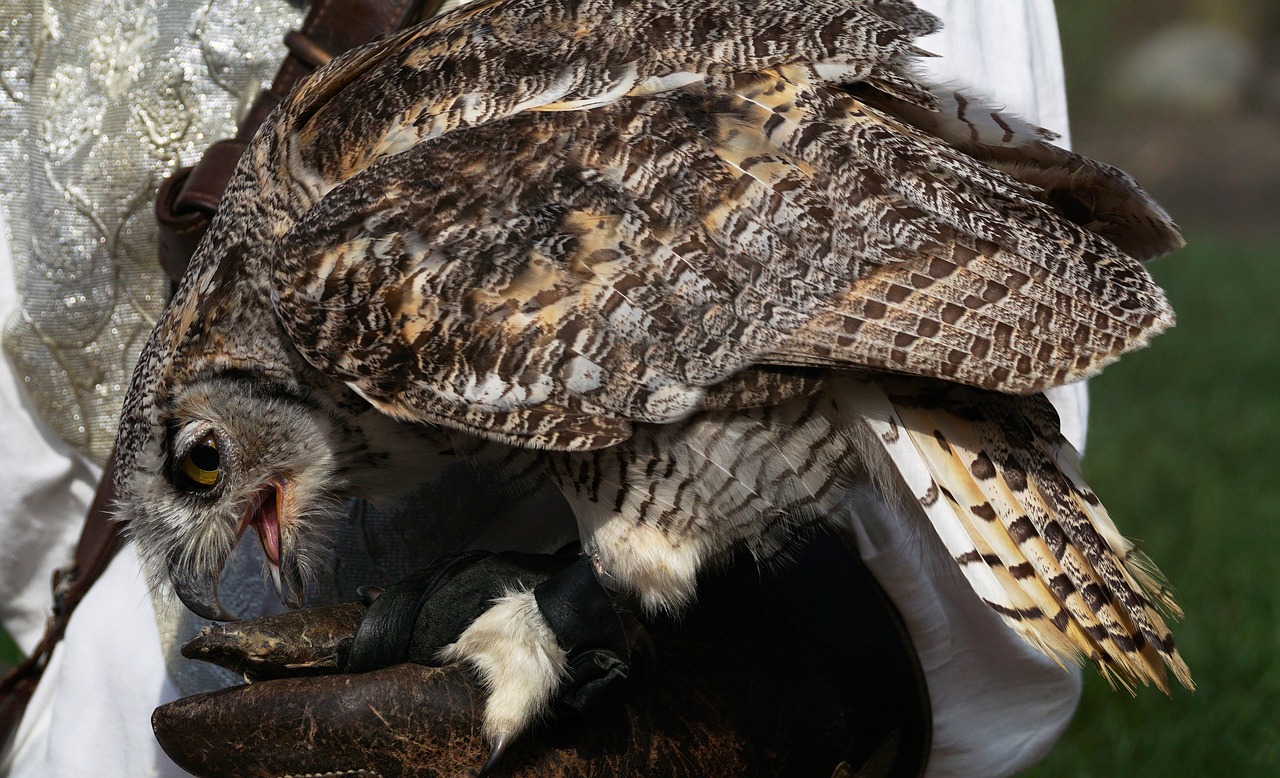 Erelis Pelėda, Pelėdos, Paukštis, Plėšrusis Paukštis, Plunksna, Plumėjimas, Sąskaitą, Raptoriai, Laukinės Gamtos Fotografija, Salkūnai