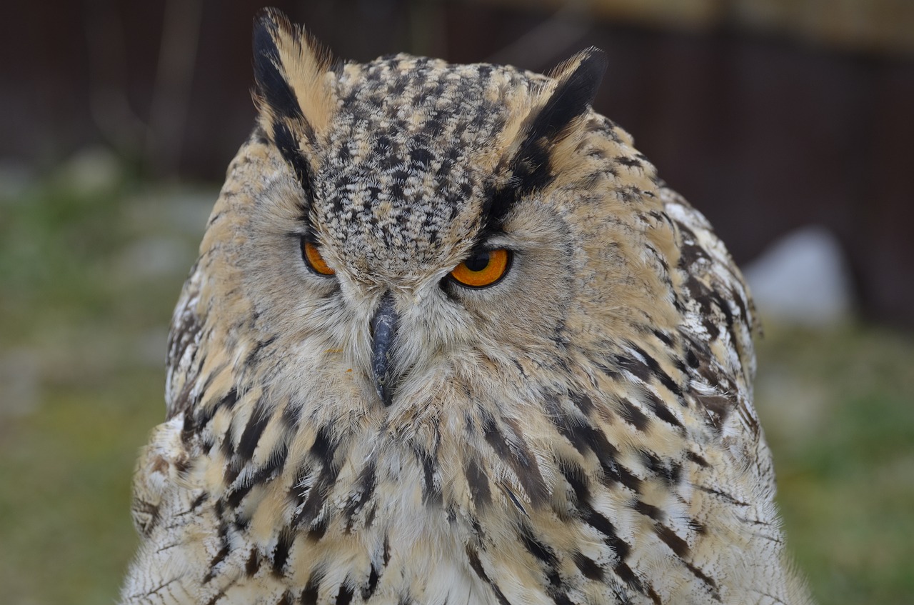 Erelis Pelėda, Raptoras, Paukštis, Pelėdos, Gamta, Plunksna, Plėšrusis Paukštis, Sąskaitą, Salkūnai, Apšviesta Akis