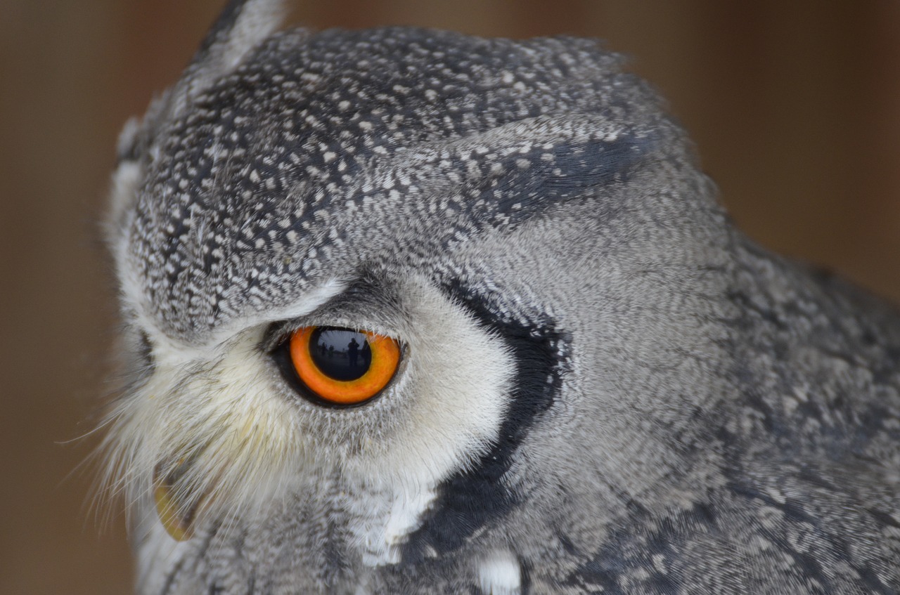 Erelis Pelėda, Paukštis, Plėšrusis Paukštis, Paukščiai, Raptoras, Gamta, Naktis Aktyvus, Eurazinis Erelis Europietis Pelėnas, Laukinis Paukštis, Gyvūnų Portretas