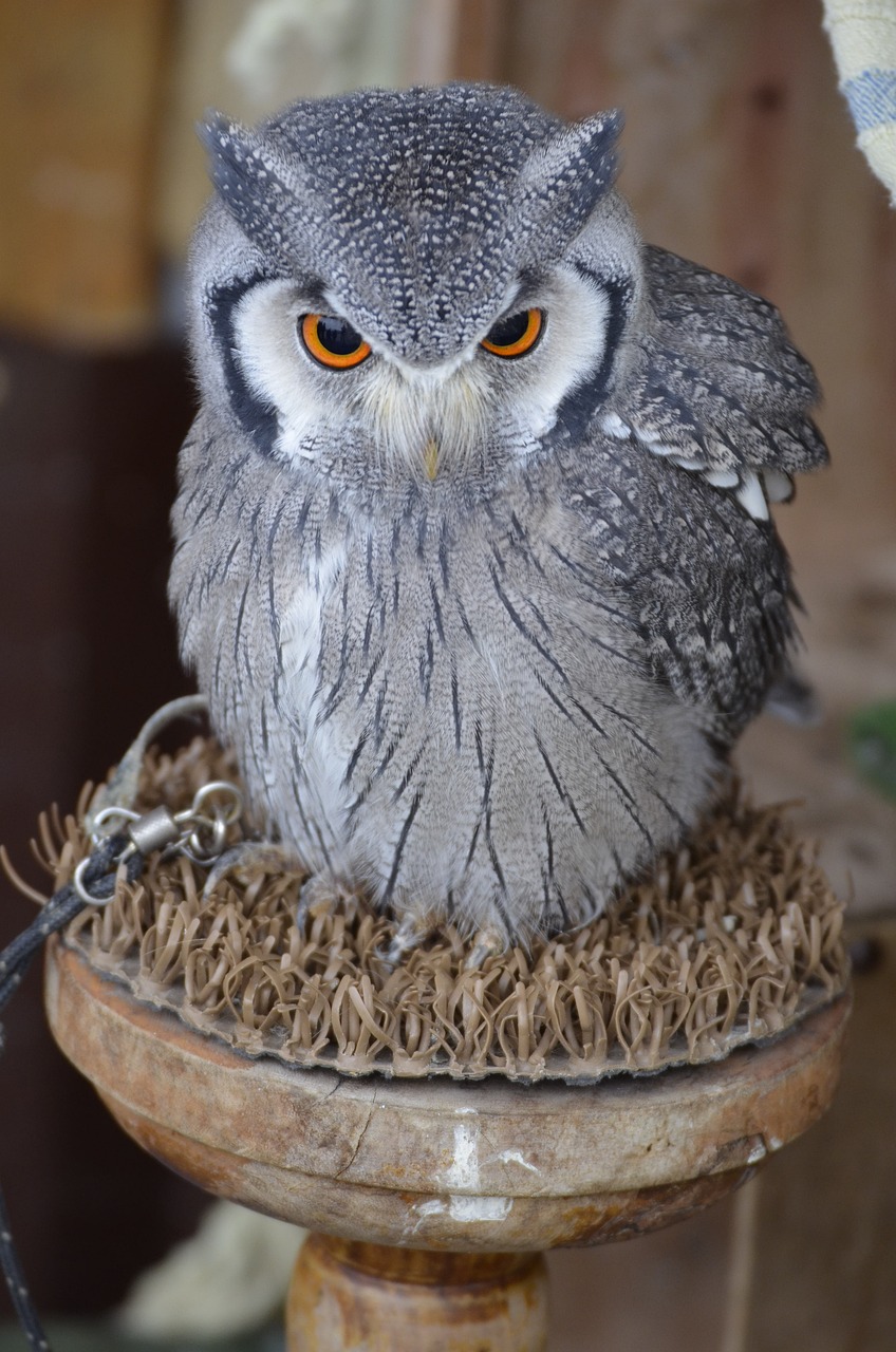 Erelis Pelėda, Paukštis, Plėšrusis Paukštis, Paukščiai, Raptoras, Gamta, Naktis Aktyvus, Eurazinis Erelis Europietis Pelėnas, Laukinis Paukštis, Gyvūnų Portretas