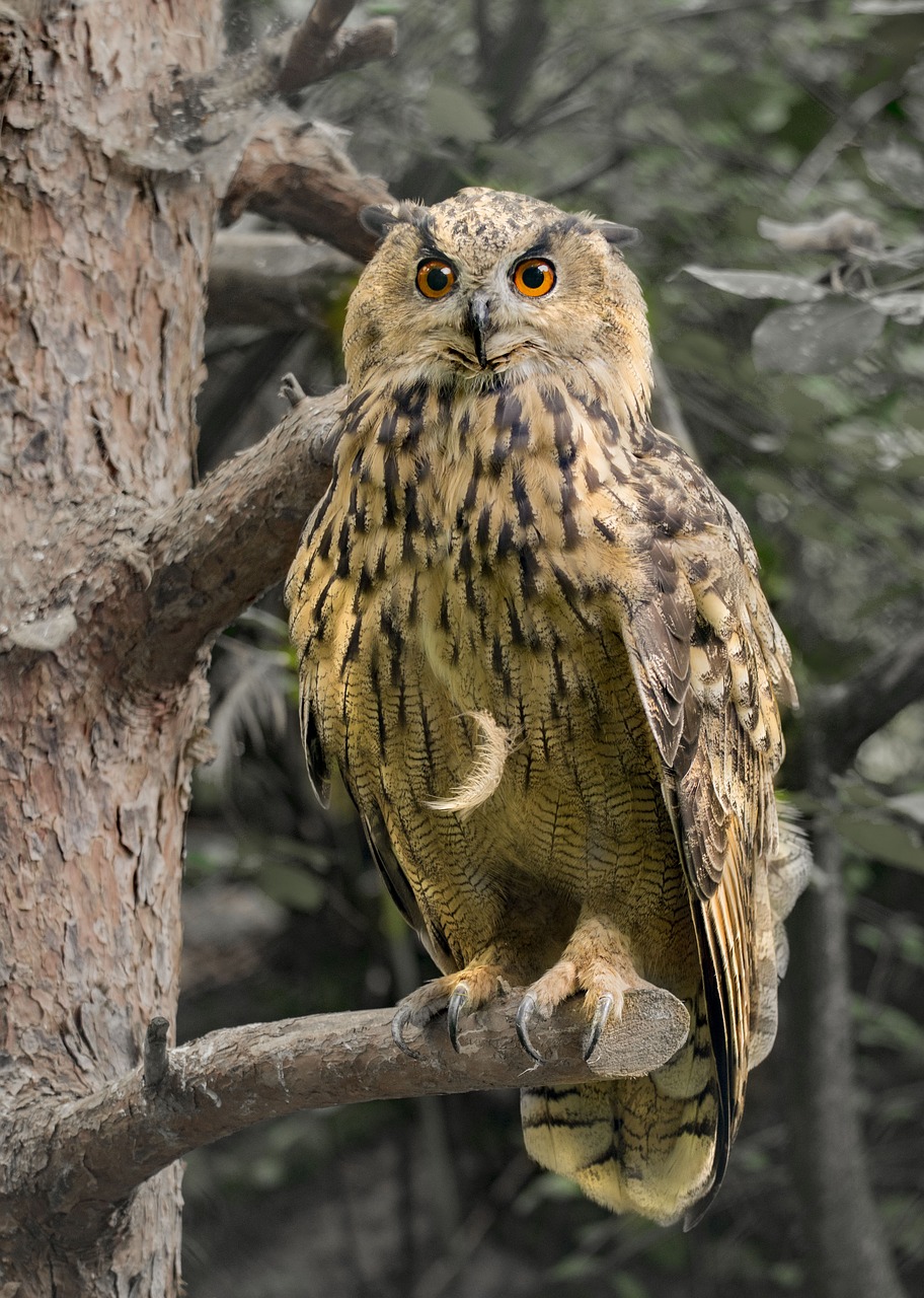 Erelis Pelėda,  Pelėda,  Raptor,  Plėšrusis Paukštis,  Naktį Kovotojas,  Paukštis,  Miškas,  Gyvūnas,  Laukinių Paukščių,  Plunksna