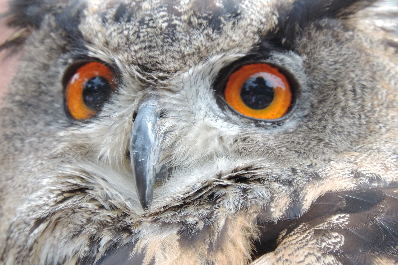 Erelis Pelėda,  Paukštis,  Eurazinis Erelis Europietis Pelėnas,  Naktinis,  Plėšrusis Paukštis,  Salkūnai,  Raptoras,  Paukščiai,  Naktis Aktyvus,  Apšviesta Akis