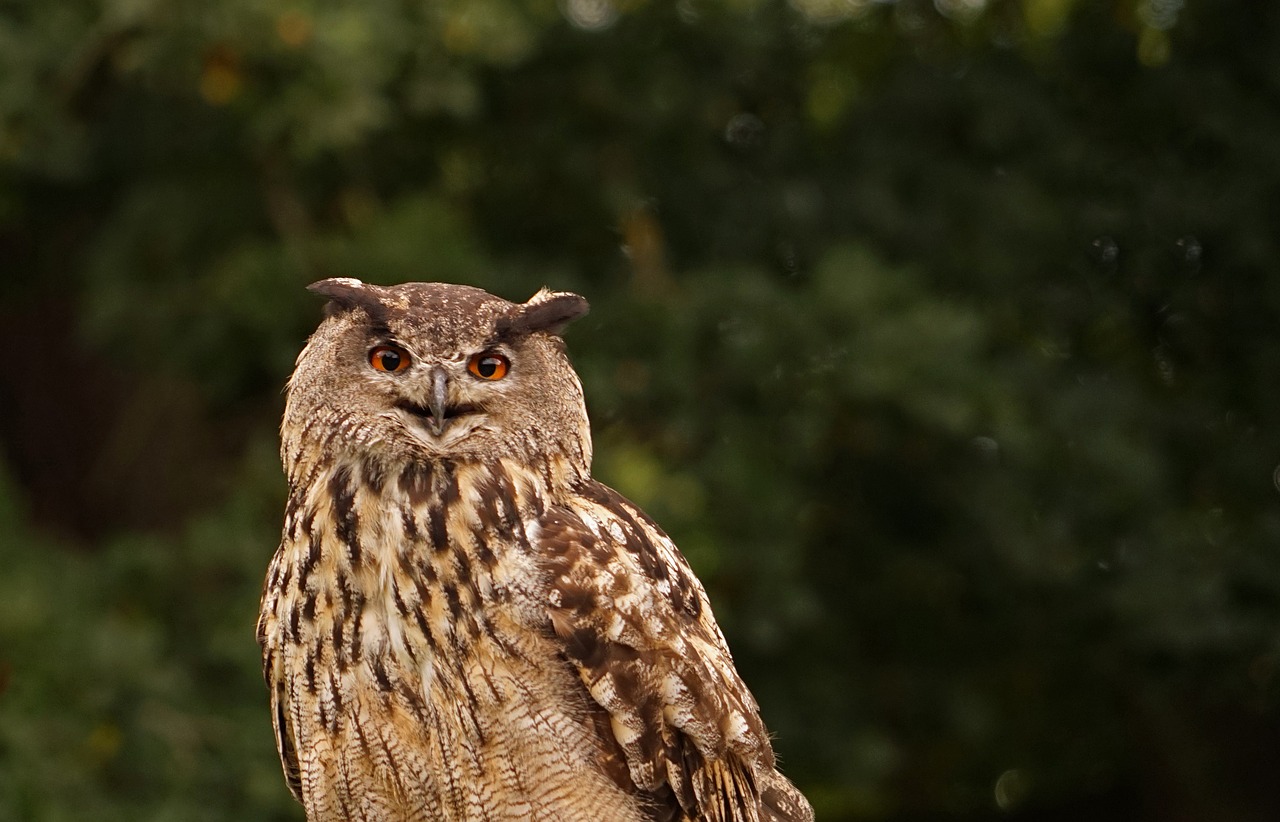 Erelis Pelėda, Plunksna, Paukštis, Apšviesta Akis, Raptoras, Plėšrusis Paukštis, Nemokamos Nuotraukos,  Nemokama Licenzija