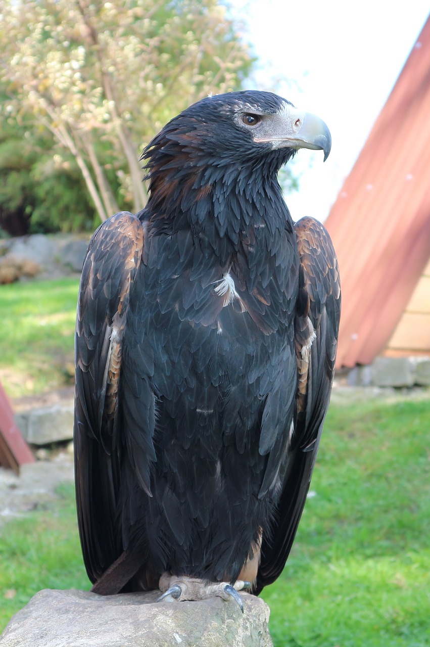 Ereliai Laukia Detmoldo, Adler, Plėšrusis Paukštis, Raptoras, Uždaryti, Nemokamos Nuotraukos,  Nemokama Licenzija