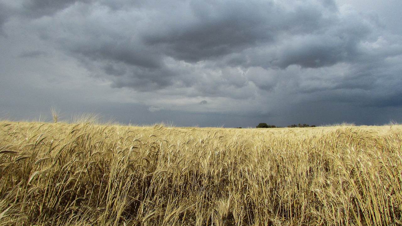 Rugių Laukas, Laukas, Auksinis, Audra, Debesys, Nemokamos Nuotraukos,  Nemokama Licenzija