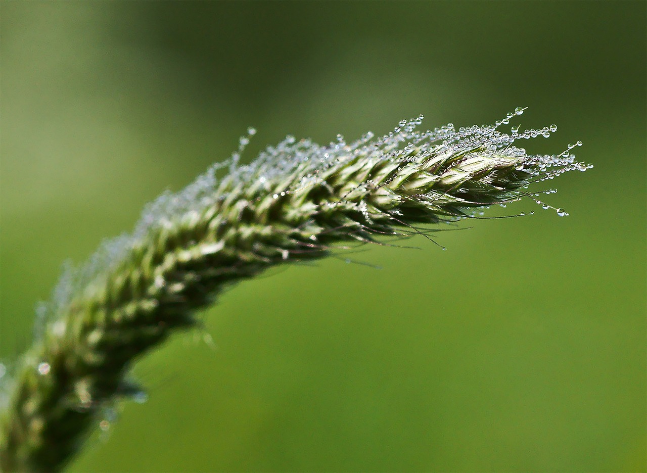 Ausies,  Ašmenys Žolės,  Meadow,  Pobūdį,  Augalų,  Laukas,  Žolės,  Žalias,  Iš Arti,  Vasara