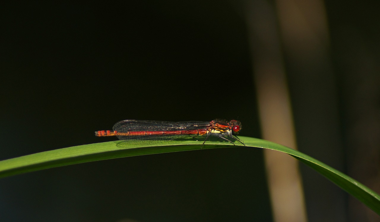 Anksti Adonis Laumžirgis,  Dragonfly,  Vyrai,  Skrydžių Vabzdžių,  Pobūdį,  Daugyba,  Gyvūnijos Pasaulyje,  Gyvūnas,  Biotopo,  Lytis