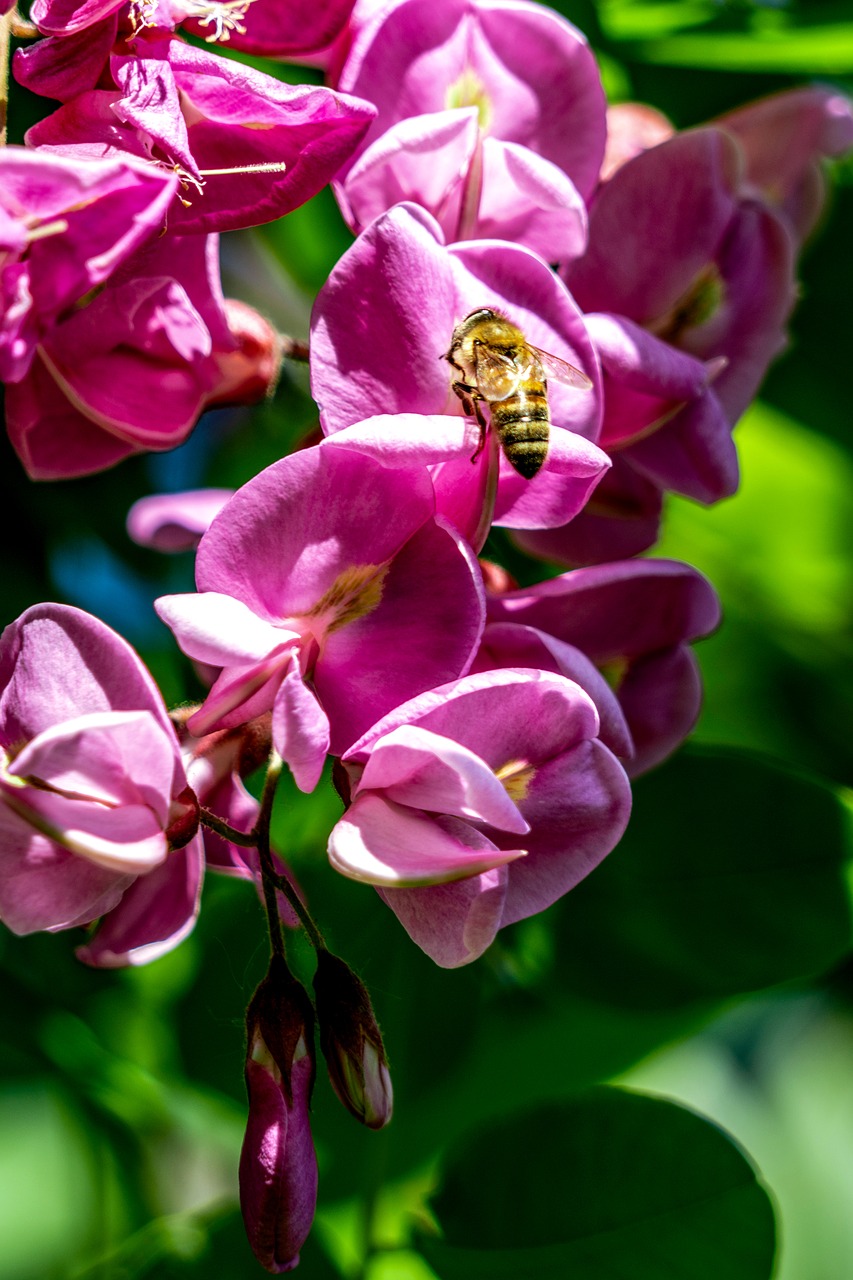 Vasaros Pradžioje,  Violetinė Sophora Gėlė, Nemokamos Nuotraukos,  Nemokama Licenzija