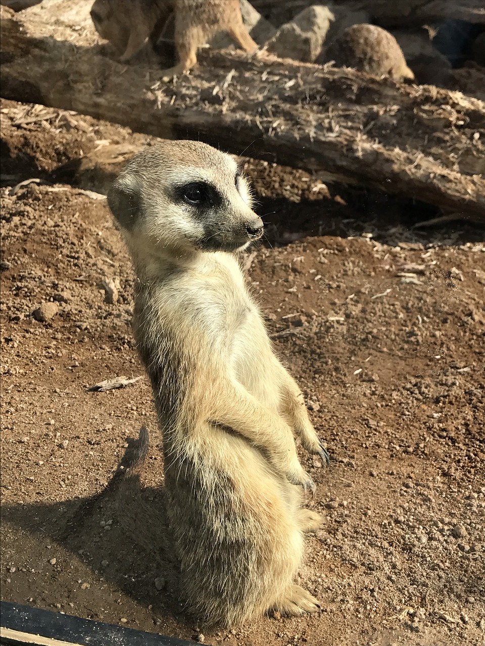 Žemė, Fauna, Gamta, Gyvūnai, Kailis, Afrika, Nemokamos Nuotraukos,  Nemokama Licenzija