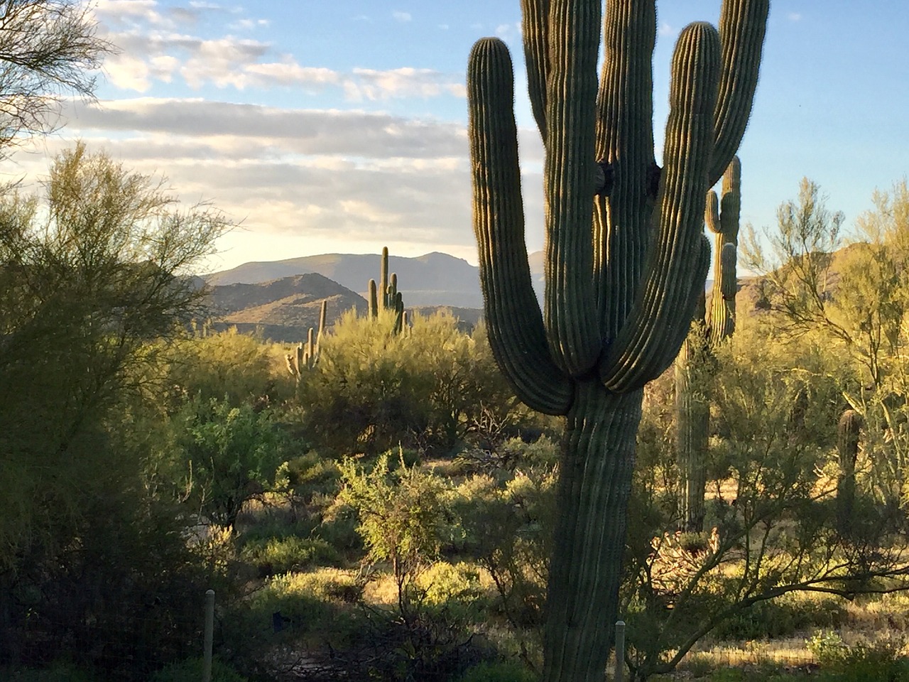 Žemės Diena, Dykuma, Saguaro, Nemokamos Nuotraukos,  Nemokama Licenzija