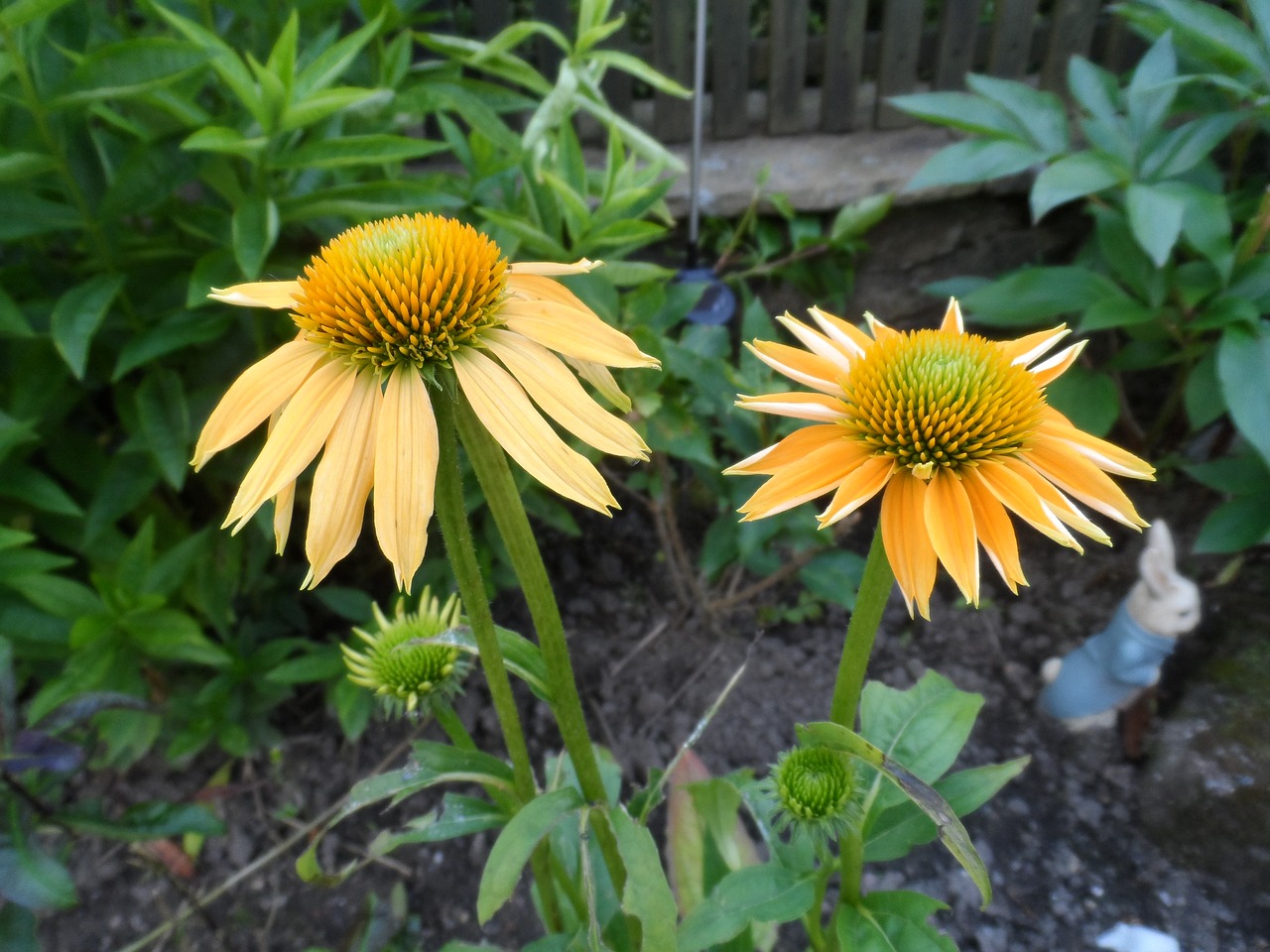 Žemės Diena, Gėlės, Echinacea, Nemokamos Nuotraukos,  Nemokama Licenzija