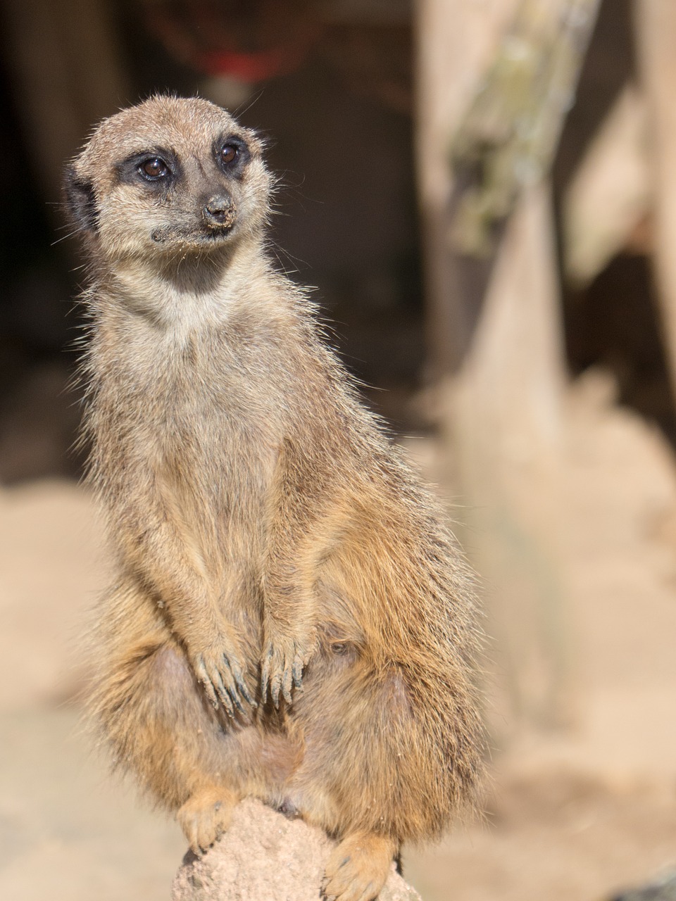 Žemės Žmonės,  S,  Zoo,  Hanoveris, Nemokamos Nuotraukos,  Nemokama Licenzija