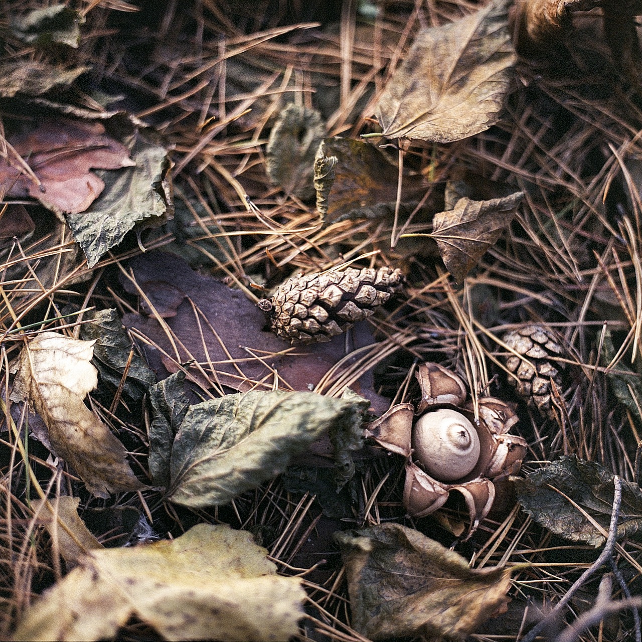 Žemės Stilius, Grybai, Lapija, Ruda, Ruduo, Kritimas, Pinecone, Pušis, Miškas, Gamta