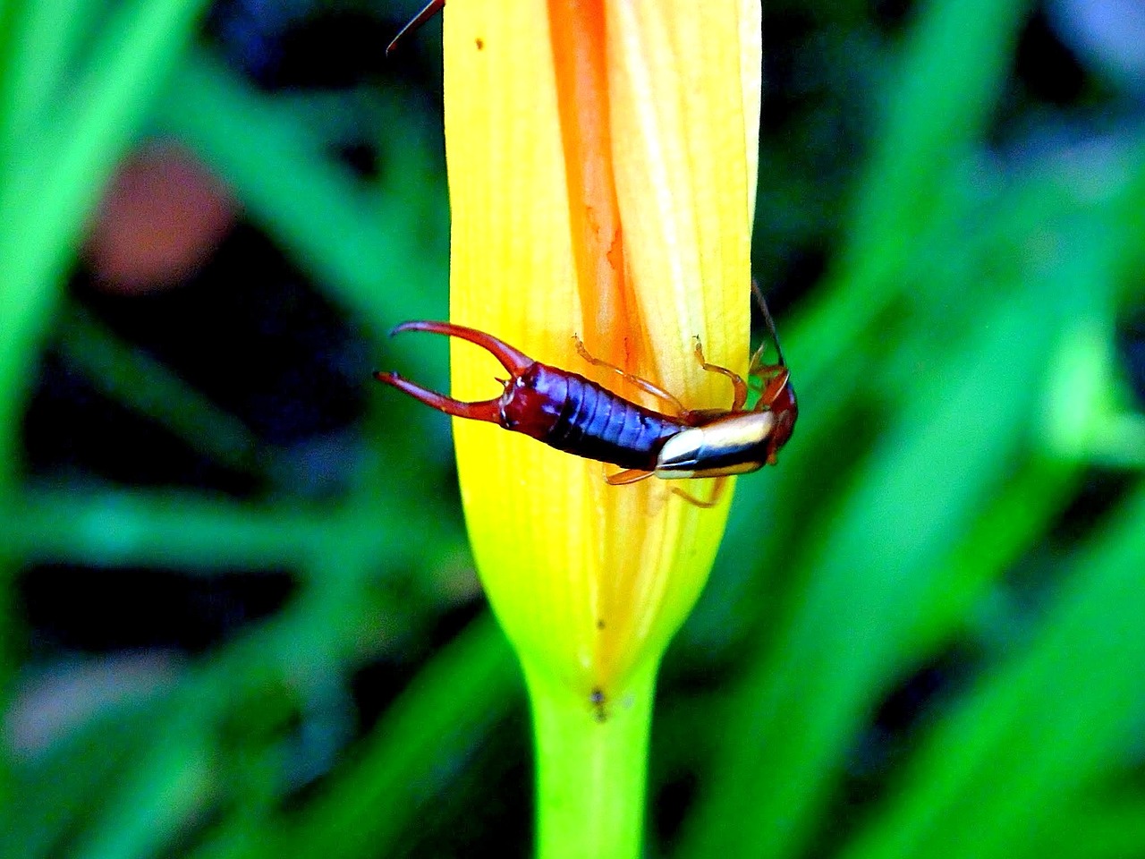 Earwig, Doru, Ljudelės, Šimtakas, Rapelho, Vabzdys, Gamta, Nemokamos Nuotraukos,  Nemokama Licenzija