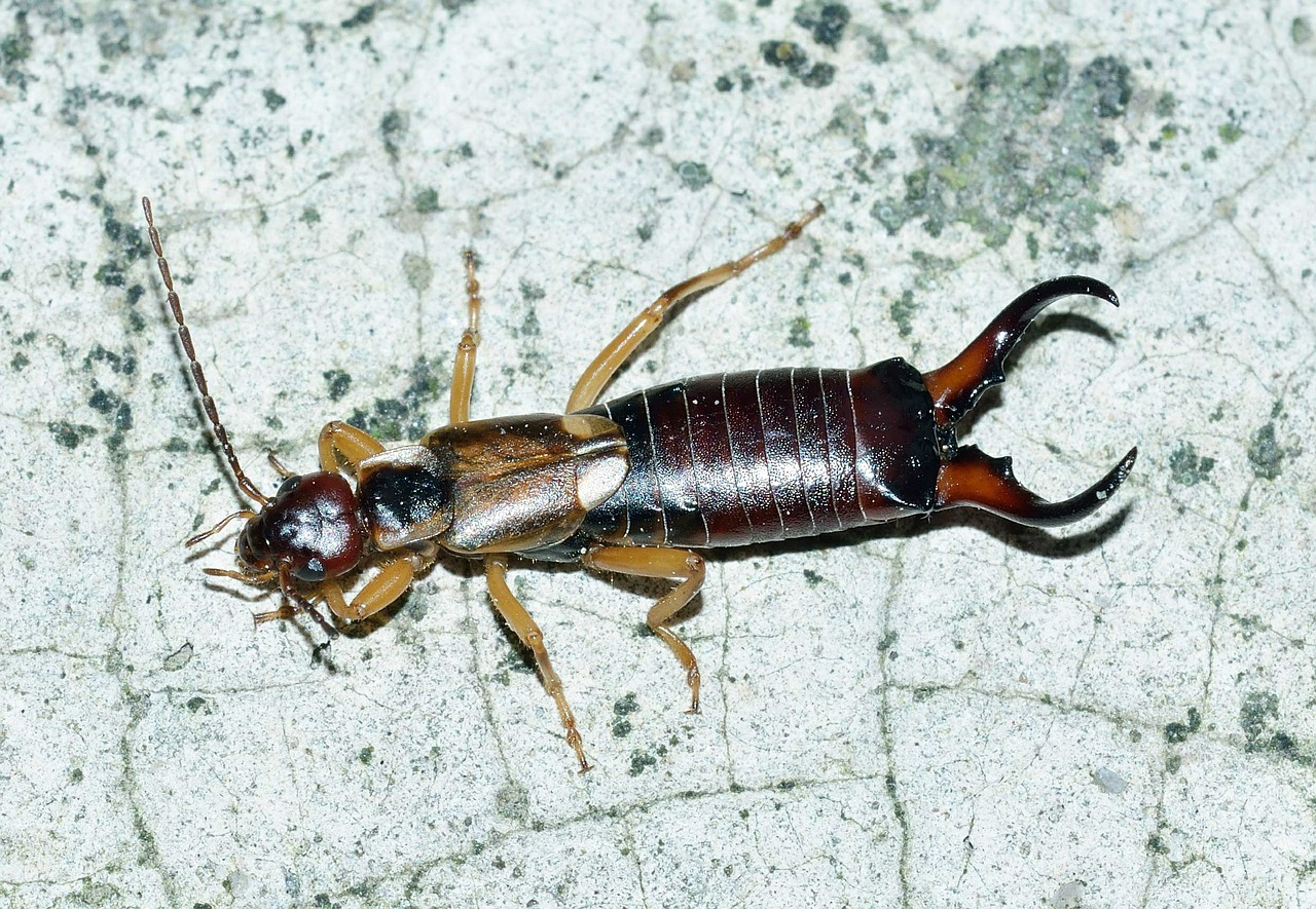 Earwig, Vabzdžiai, Forticula, Auriculata, Nemokamos Nuotraukos,  Nemokama Licenzija