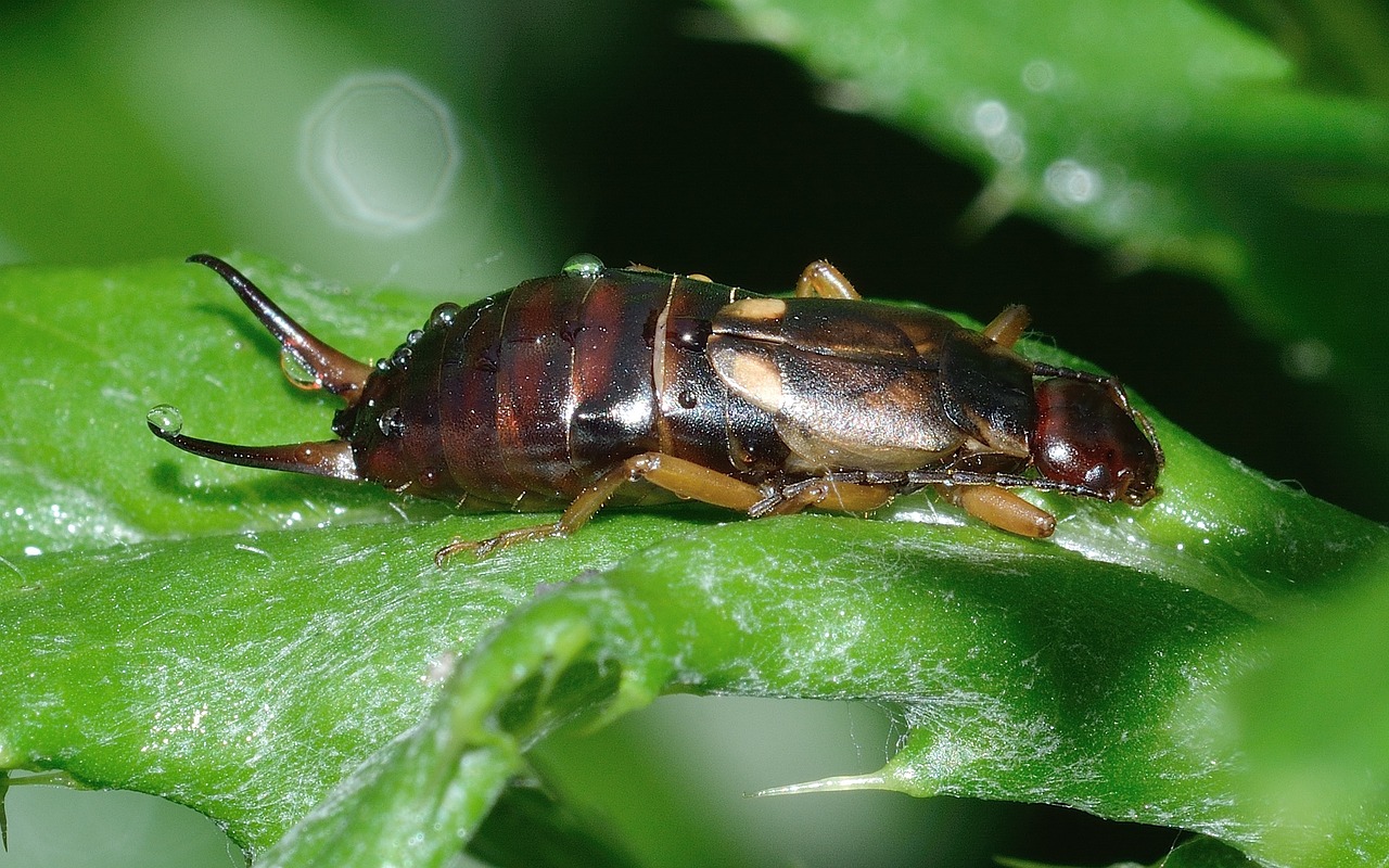 Earwig, Vabzdys, Forficula, Auricularia, Makro, Nemokamos Nuotraukos,  Nemokama Licenzija